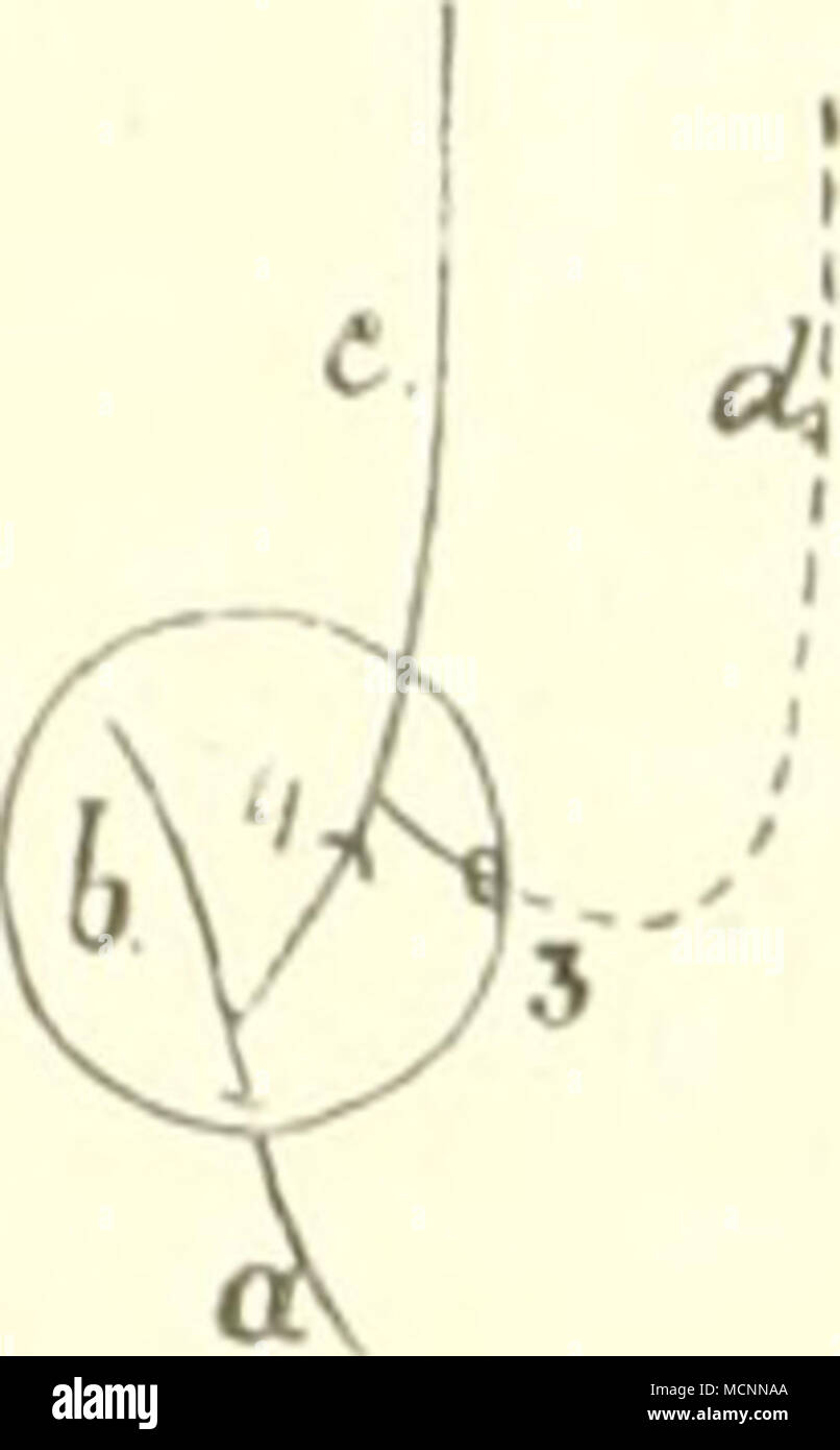 . Fig. 188. Arterien der Trommelhöhle, die durch den Kreis dargestellt ist. Links von Sorex, rechts von Talpa; nach Winge. a Carotis, die in die Trommelhöhle eintritt; b Carotis interna; c Art. niaxillaris interna; d k. meningea media, in der Schädel- höhle punktiert dargestellt. / Oeffnung für die Carotis externa; 2 für die Carotis interna; 3 Foramen spino- sum; 4 Stapes. besprochen, daß dieselben in die Trommelhöhle eintreten, wobei die Arteria niaxillaris in innige Beziehung tritt zum Stapes (p. 144). Nebenstehende Schemata nach Winge zeigen diesbezüglich primitivere 'erhältnisse bei Insek Stock Photo