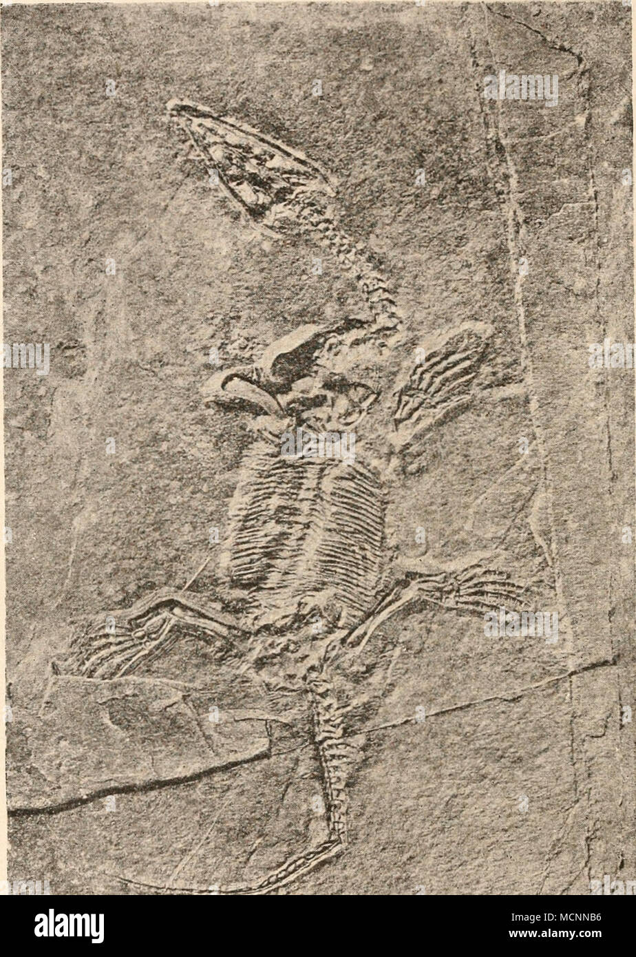 . Fig. 382. Lariosaurus Baisami, Curioni (von der Bauchseite), aus dem Muschelkalk (mittlere Trias) von Perledo am Comersee. Original im Senckenberg- Museum zu Frankfurt a. M. Ungefähr J/2 nat- Gr- (Junges Tier.) (Nach F. Drevermann.) wie z. B. Lariosaurus Baisami (Fig. 382) zeigt, noch durchaus den all- gemeinen Charakter, wie ihn terrestrische Vertebraten aufweisen; Stock Photo