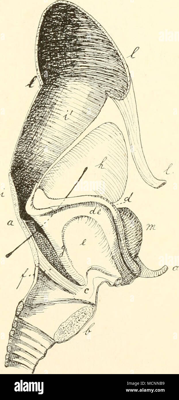 . Resonanzapparat der Brüllaffen Spaltung des Manubrium sterni hervor- gerufen [vergl. Albrecht, Gadowj. Ganz anderer Art als die bisher genannten Luftsäcke ist der von Ateles beschriebene, der, dorsal zwischen Oesophagus und Trachea gelegen, zwischen dieser und dem Cricoid hervortritt [Cuvier]. Ein ganz analoges Gebilde kommt bei Indris [A. Milne Edwards] und Lemur macaco [Otto] vor. An den Larynx schließt sich die Luftröhre, Trachea, an. Deren knorpelige Ringe sind anfänglich ungleichmäßig; sie stellen nur bei ein- zelnen Säugern im ganzen Verlauf der Trachea oder an Teilen derselben vollstä Stock Photo