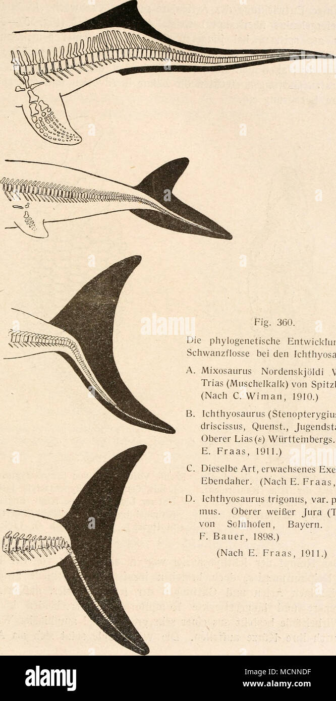 . Fig. 360. Die phylogenetische Entwicklung der Schwanzflosse bei den Ichthyosauriern. A. Mixosaurus Nordenskjöldi Wiman. Trias (Muschelkalk) von Spitzbergen. (Nach C. Wiman, 1910.) Ichthyosaurus (Stenopterygius) qua- driscissus, Quenst., Jugendstadium. Oberer Lias(e) Württembergs. (Nach E. Fraas, 1911.) C. Dieselbe Art, erwachsenes Exemplar. Ebendaher. (Nach E. Fraas, 1910.) D. Ichthyosaurus trigonus, var. posthu- mus. Oberer weißer Jura (Tithon) von Solnhofen, Bayern. (Nach F. Bauer, 1898.) (Nach E. Fraas Stock Photo