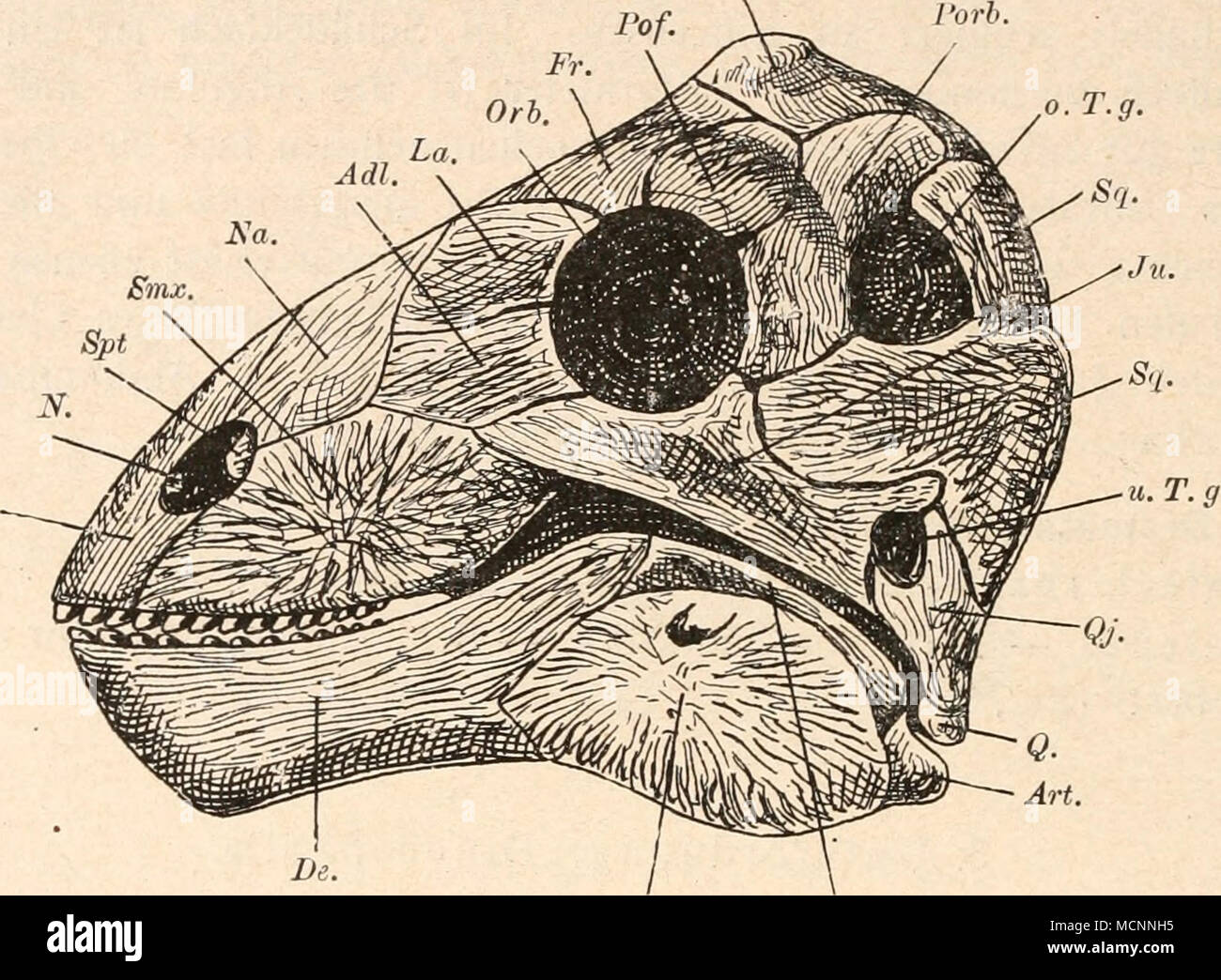 . Ana. &lt;ang. Fig. 335. Rekonstruktion des Schädels von Delphinognathus conocephalus, Seeley. aus dem Perm Südafrikas, in 1/i nat. Gr. (Nach R. Broom.) Adl. - Adlacrymale. Pa. = Parietale. Ang. = Angulare. Pof. = Postfrontale. Art. = Articulare. Porb. = Postorbitale. De. = Dentale. Pmx. = Praemaxillare. Fr. = Frontale. Q. = Quadratum. J&quot;- = Jugale. Qj. = Quadratojugale. La. = Lacrymale. Smx. = Supramaxillare. N. Nasenöffnung. Spt. = Septomaxillare. Na. = Nasale. Sang. Supraangulare. Orb. = Orbita. Sq. = Squamosum. o. T. g. = obere Temporalgrube. u. T. g. = untere Temporalgrulu F. Dinoce Stock Photo