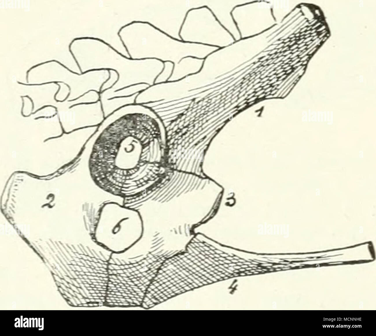 . Fig. 87. Becken von Echidna von der rechten Seite. / Ilium: 2 Ischium; 3 Pubis; 4 Beutelknochen; j durch- bohrtes Acetabulum; 6 Foramen obtu- ratum. Stock Photo