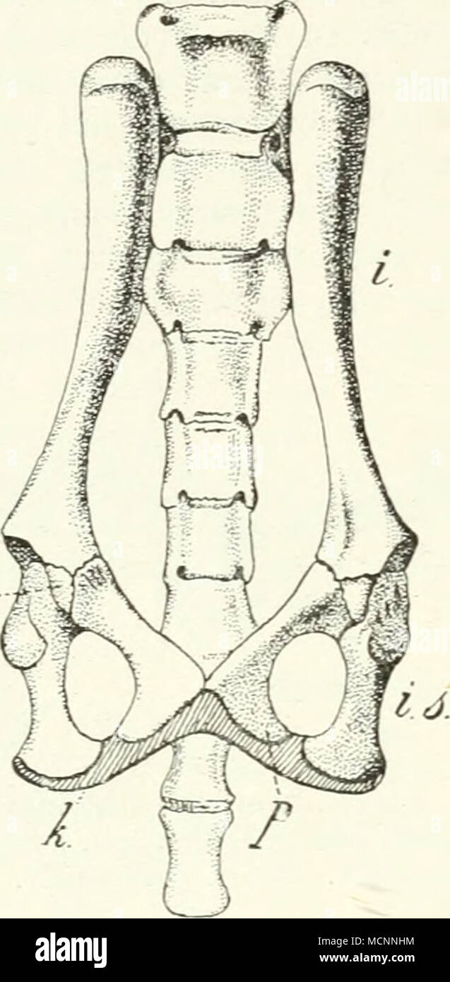 Scham High Resolution Stock Photography And Images Alamy https www alamy com tiiberculum ileo ectineum vorkommen die beiden hftbeine ver einigen sich ventral in der symphyse ursprnglich wird sie durch die scham und sitzbeine dargestellt und hat dementsprechend bedeutende lnge monotremen marsupialia einige xager menotyihla unter den insecti vora ungulata mehrzahl der carnivora meist jedoch so dal der ante der schambeine der bedeutendere ist lechej diese bilden sie allein bei prosimiae und affen verschiedenen nagern galeo pithecus einzelnen carnivora bei in sectivora lipnty lda wird die symphyse hchstens durch die ventrale spitze der p image179957504 html