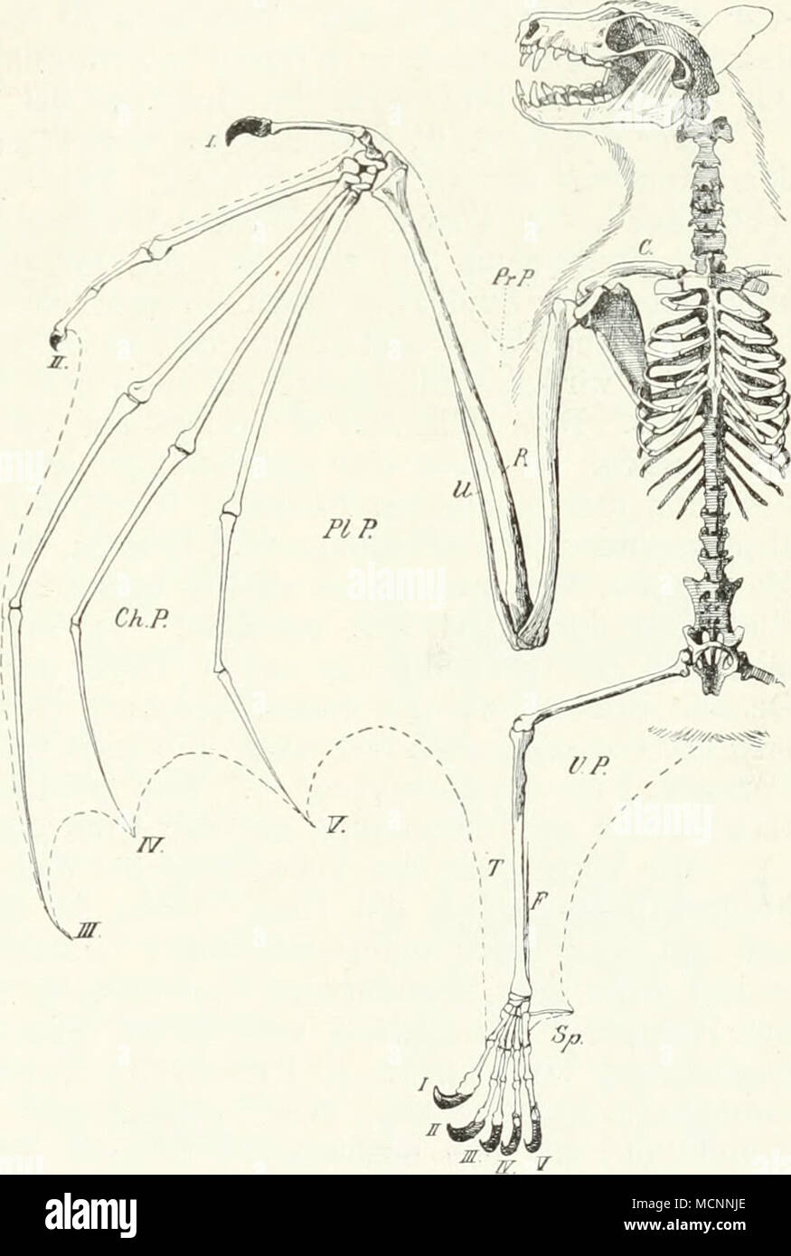 Uropatagium hi-res stock photography and images - Alamy