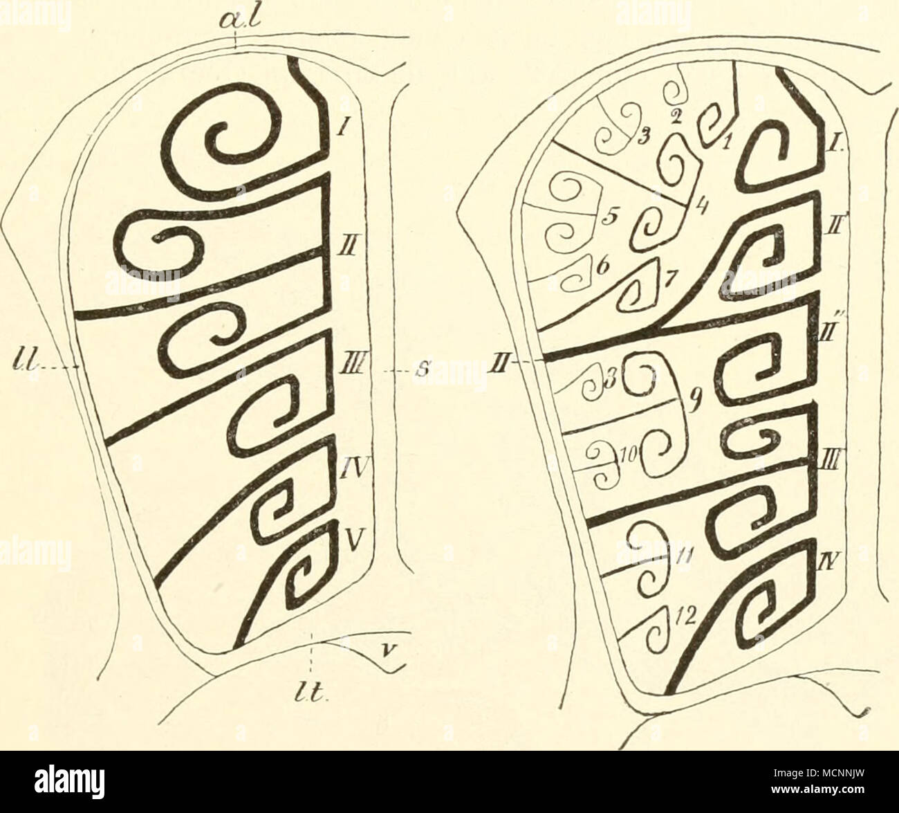 . Fig. 112. Schematisclie Querschnitte durch die linke Nasenhöhle von