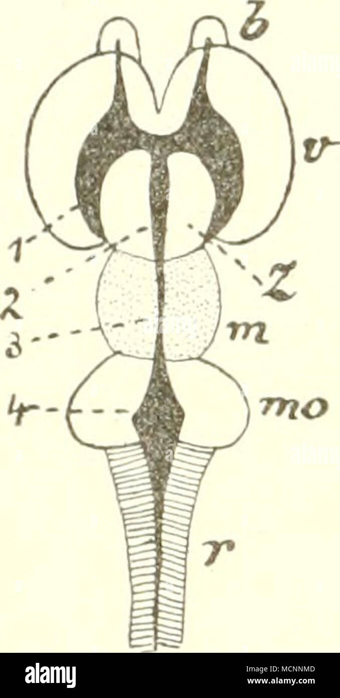 . Fig;. 100. Schema desZusammenhano-es der Ventrikel und Andeutung der ...