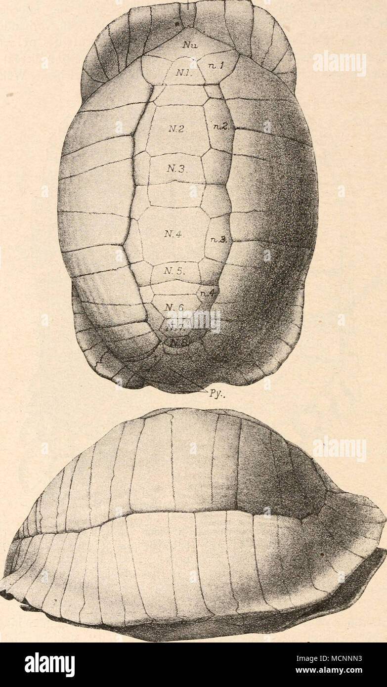 . Fig. 308. Knochenpanzer von Testudo Amnion, Andrews, aus dem Unteroligozän des Fayüm (Nord von Birket-el-Qurun), Ägypten. Karapaxlänge 86,8 cm. (NachC.W. Andrews.) Nu. = Nuchalplatte (Knochen). Nx—N8 =Neuralplatte (Neurale) I.—VIII. (Knochen). nu. ^-Nuchal-, n$—ni =Neuralscutum. Py. = vordere u. hintere Pygalplatte (Knochen). Stock Photo