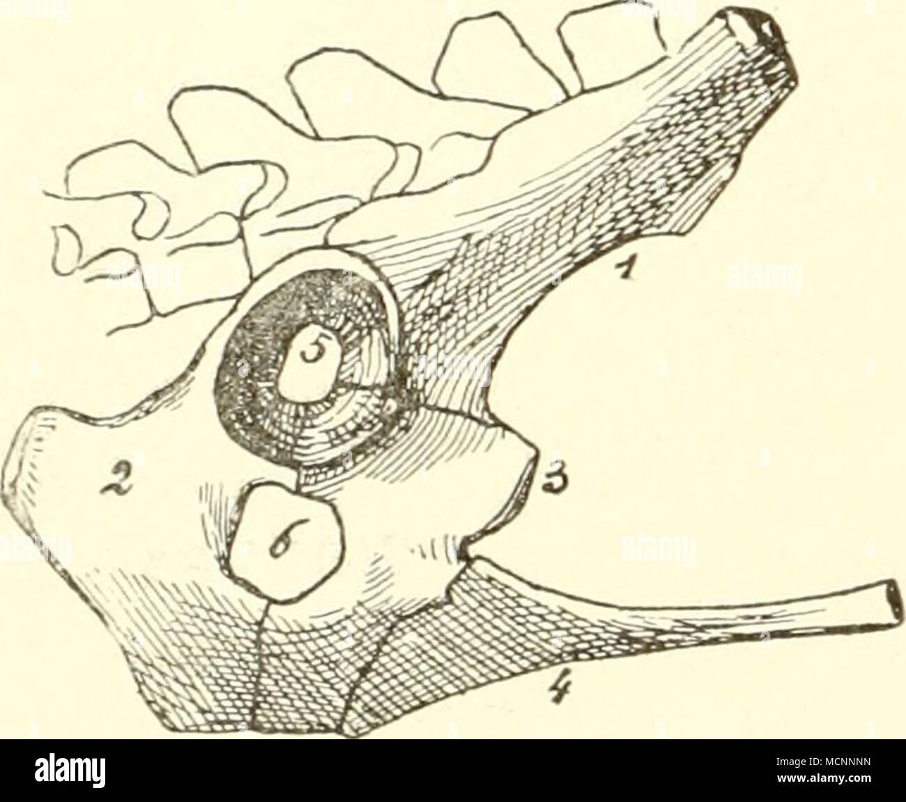 . Fig. 87. Becken von Echidna von der rechten Seite. / Ilium; 2 Ischium; j Pubis; 4 Beutelknochen; 5 durch- bohrtes Acetabulum; 6 Foraraen obtu- ratum. Stock Photo