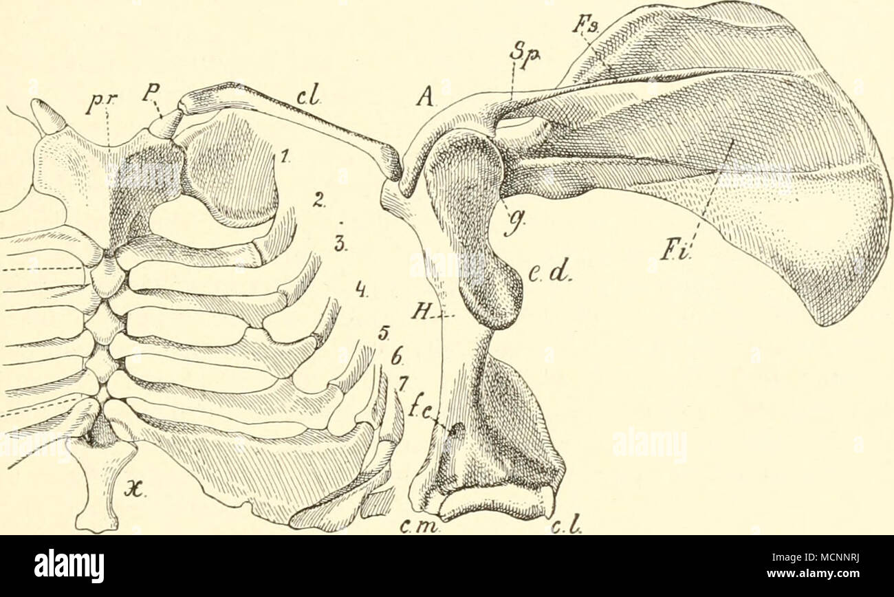 . Fig. 73. Tatusia. Das Sternum mit/;- Praesterniim (Maiuibrium Storni); m Meso- sternum; A'Xiphisternum; 1—7 erste bis siebente Rippe, die mit verknöchertem sternalem Teil (Ossa sterno-costalia) mit dem Sternum artikulieren; P Praeclavium; r/Clavicula. Das Schulterblatt ist nach auswärts gedreht mit A Acromion; Sp Spina scupulae; Fs Fossa supraspinata; Fi Fossa infraspinata; g Gelenk zwischen Humerus (//) und Cavitas glenoidea scapulae; ed Eminentia deltoidea; cm Condylus raedialis; cl Condyhis lateralis; fc Foramen entepicondyloideum. des Coracoid bei den viviparen Säugern schwindet auch die Stock Photo