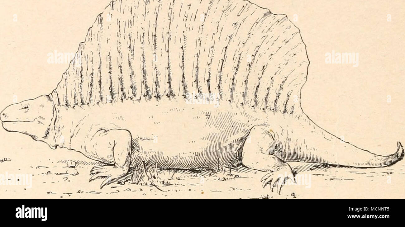 . Fig. 290. Rekonstruktion von Edaphosaurus cruciger, Cope, aus dem Perm von Texas. Körperlänge ungefähr 182 cm. (Nach E. C. Case, 1914.) Ctenosaurus. Untere Trias (Buntsandstein) von Rheinhausen bei Göttingen. Nur aus Wirbeln mit naosaurusartigen Dornfortsätzen be- kannt.6 Bull. 1 E. C. Case, Revision of the Pelycosauria. — 1. c. 1907. R. Broom, Permian Reptiles of North America and South Africa. Am. Mus. Nat-Hist., Vol. XXVIII, 1910, p. 221. E. C. Case, Restoration of Edaphosaurus cruciger, Cope. — Amer. Naturalist, Vol. XLVIII, 1944, p. 117. S. W. Willis ton, Synopsis of the American Permoc Stock Photo