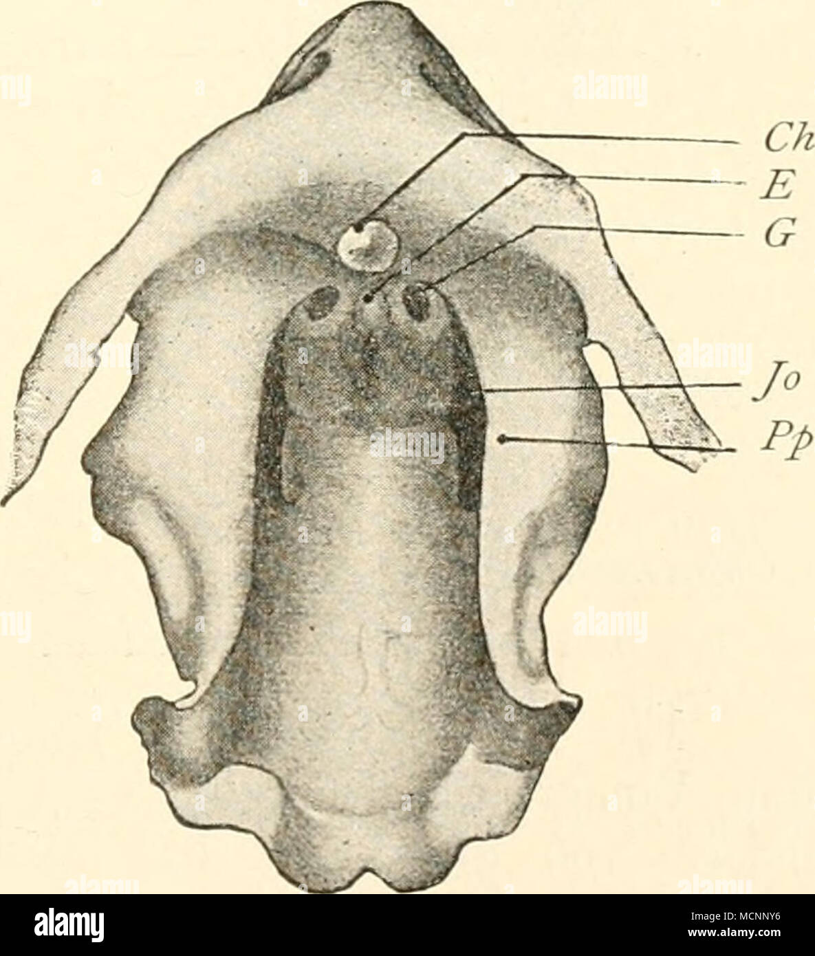 . Fig. .&quot;)3. Modell des Munddaches, ohne Schleimhaut, eines Echidna-Embryos; nach Seydel x 33. C7? primitive Choane; E Eizahn; 6'Gaumenplatte;y(' Jacobson- Stock Photo