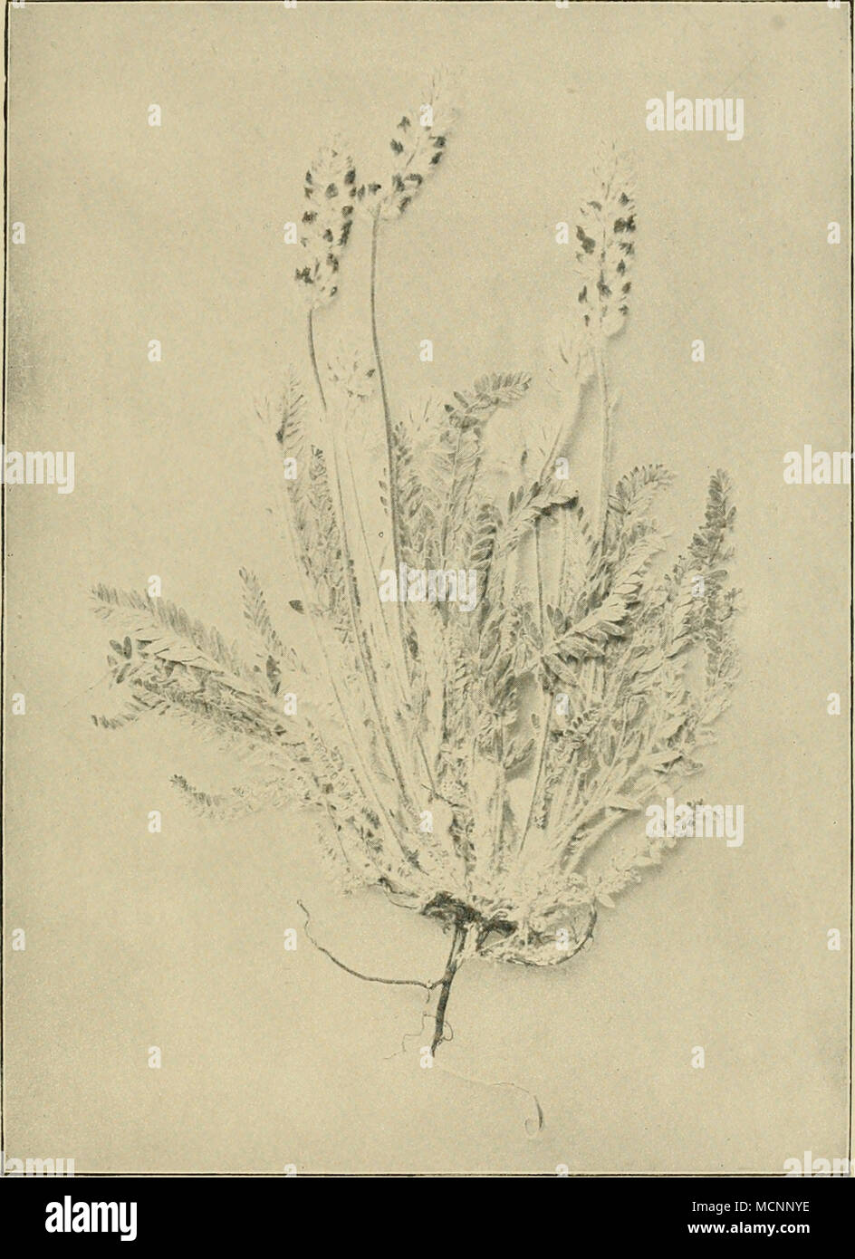 . Fici. 90.— IjOCO weed [Astragalus splendcns). (From the Annual Report, U.S.A. Department of Agriculture, 19U0.) Stock Photo