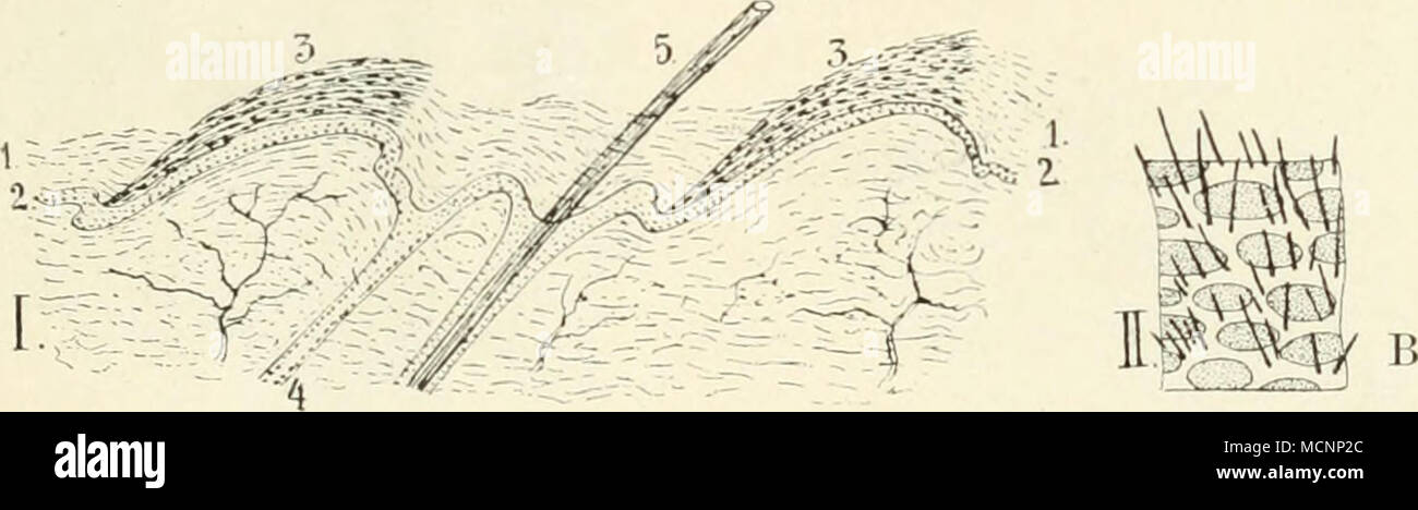 . Fig. 3. A. Manis tricuspis. o eine der Schuppen; b Haut mit 2 Stümpfen von Schup))eii im Längsschnitt; / Epidermis; 2 Corium; 3 Hornscluippe; 4 verhorntes Epithel an deren Basis; vergrößert. B. / Längsschnitt durch die Schwanzhaut von Taman(hia tetradactyla. / Stratum corncum; 2 Stratum germinativum der Epidermis; 3 pigmentierte Hornschuppe; 4 Ausmündung der Schweißdrüse; 5 Haar. // Schwanz- haut von Myrmecophaga jnbata mit ovalen pigmentierten Schuppen, zwischen diesen die kurz abgeschnittenen Haare. Stock Photo