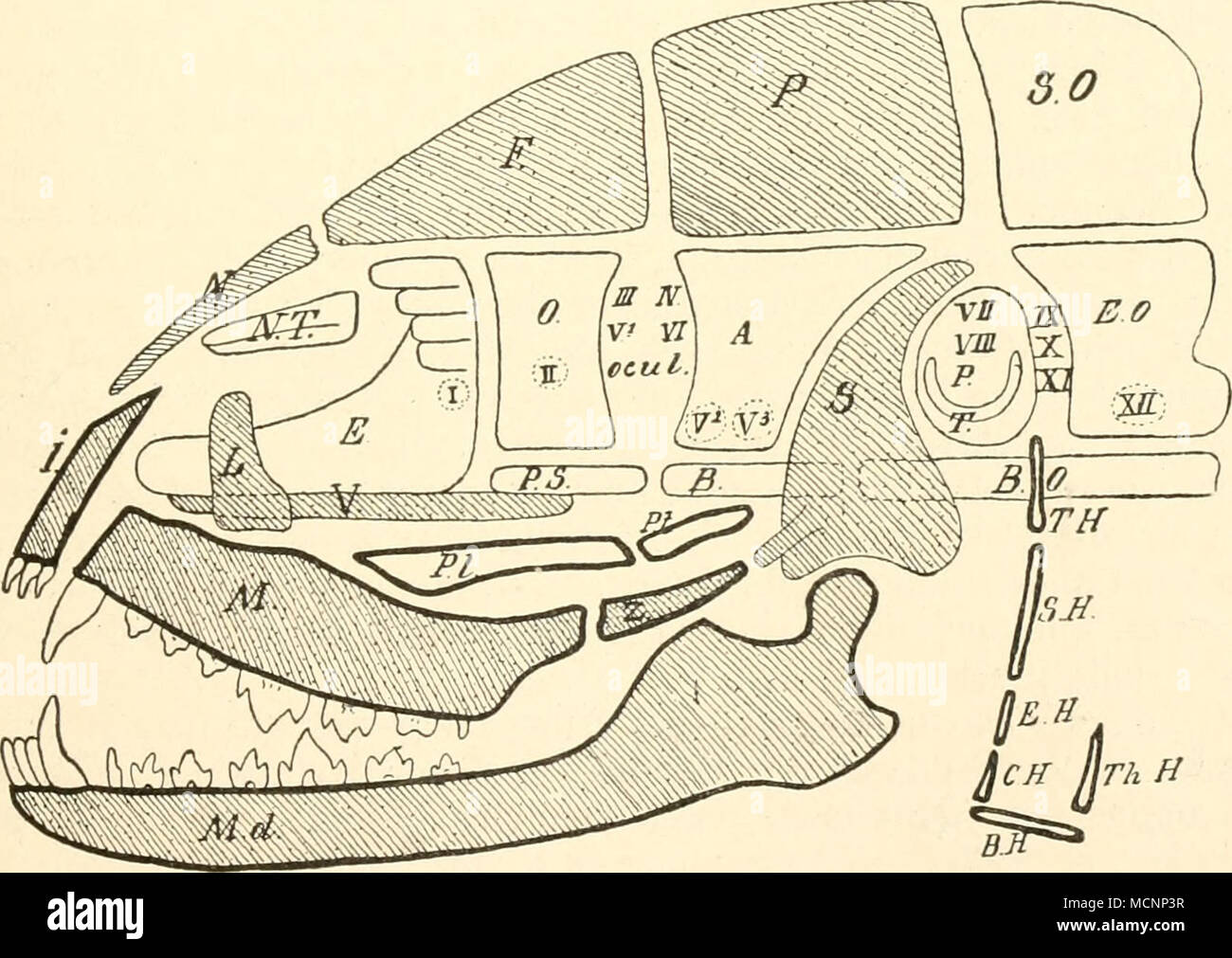 . Jjcfi nrh 1^^ Fig. 34. Scheiiiatische Darstellung der Komponenten des