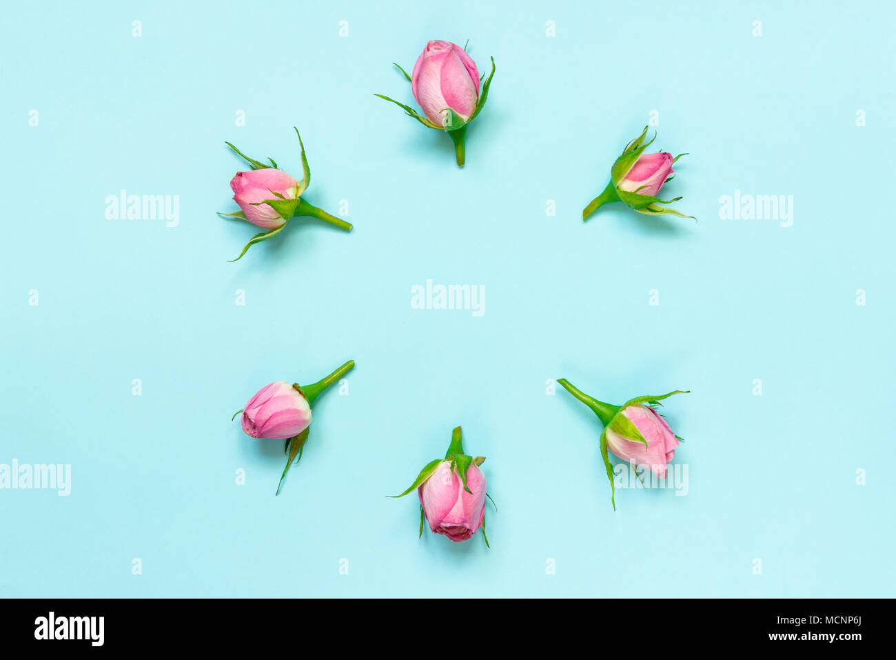 Top view of pink roses arranged in circle over blue background. Abstract floral background. Stock Photo