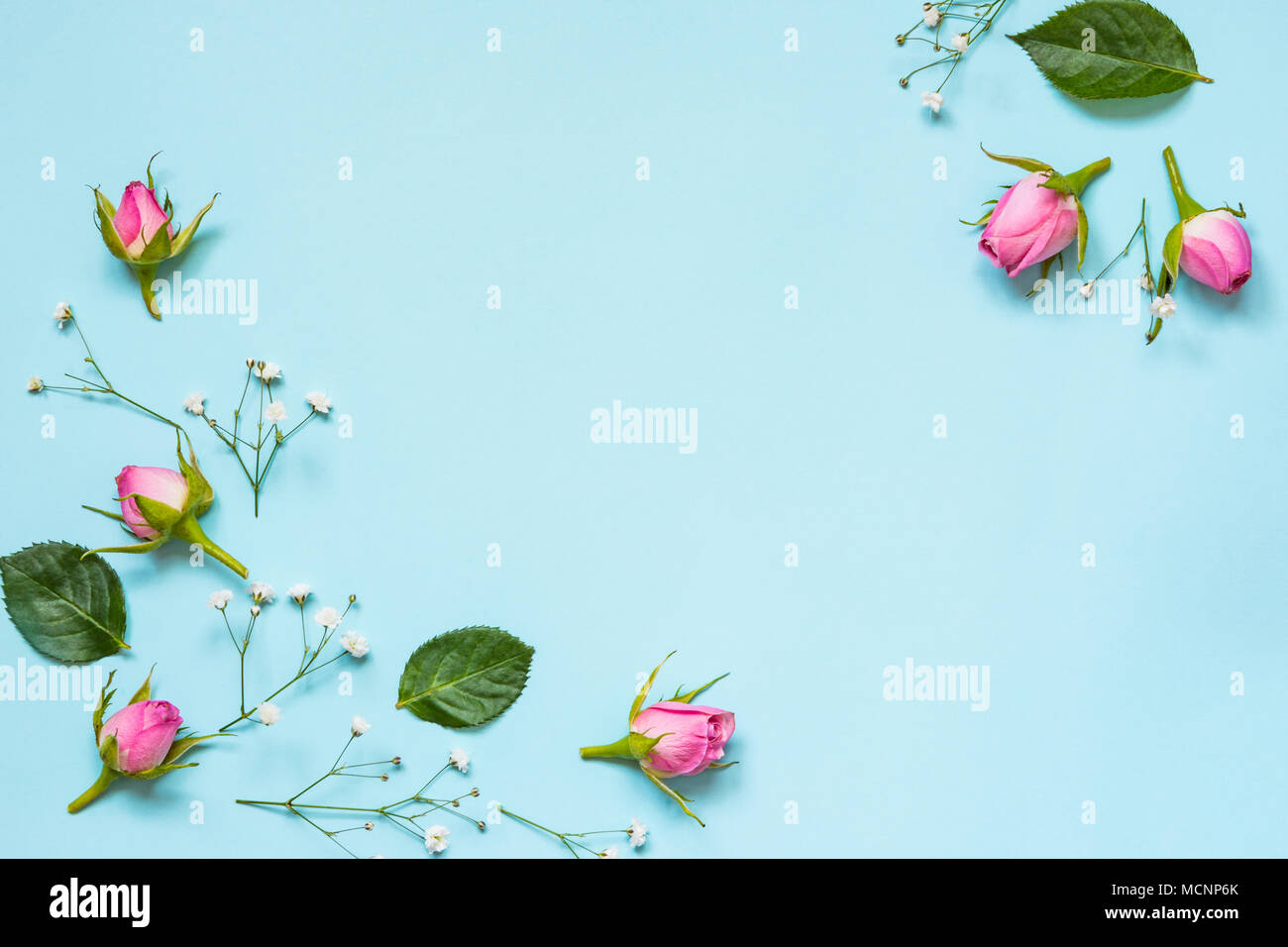 Top view of pink roses and green leaves over blue background. Abstract floral background. Copy space. Stock Photo