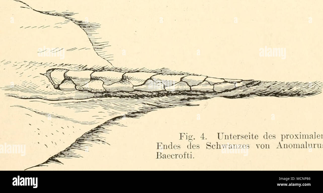 . Fig. 4. Unterseite des proximalen Endes tfes Schwanzes von Anomalurus ...