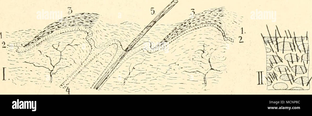. B Fig. 3. A. Mauis tricuspis. a eine der Schuppen; h Haut mit 2 Stümpfen von Schuppen im Längsschnitt; / Epidermis; 2 Corium; 3 Hornschuppe; 4 verhorntes Epithel an deren Basis; vergrößert. B. / Längsschnitt durch die Schwauzhaut von Tamaiidua tetradactyla. / Stratum corneum; 2 Stratum germinativum der Epidermis; 3 pigmentierte Hornschuppe; 4 Ausmündung der Schweißdrüse; 5 Haar. 11 Schwanz- haut von Myrmecophaga jubata mit ovalen pigmentierten Schuppen, zwischen diesen die kurz abgeschnittenen Haare. Stock Photo