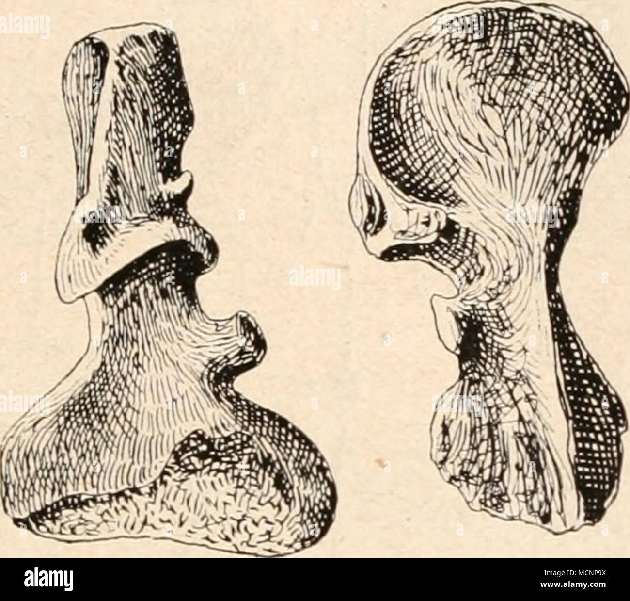 . Fig. 201. Actinodon Rochei, Gaudry, ein Archegosauride aus dem Perm