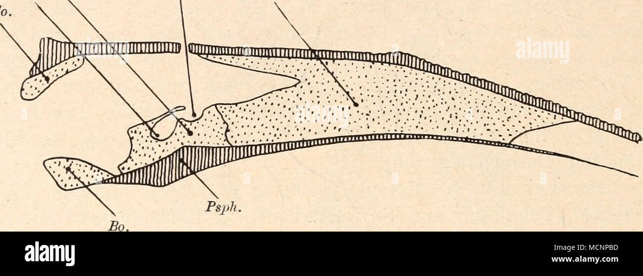 . Fig. 187. Längsschnitt durch den Schädel von Eryops megacephalus, Cope, ungefähr in 7a nat. Gr. (Nach R. Broom, 1913.) Die Deckknochen sind senkrecht schraffiert, die Knorpelknochen punktiert dargestellt. Psph. = Parasphenoid. s.t.hy. = Sella turcica; Hypophysen- Bsph. = Basisphenoid. grübe. Sph.eth. = Sphenethmoid. s.t.s.v. = Sella turcica; Grube für den Bo. = Basioccipitale. saccus vasculosus (wie bei Eo. = Exoccipitale. Polypterus). Exoccipitale ( = Occipitale laterale). Dieser paarig entwickelte Knochen stößt oben an das Dermosupraoccipitale (wenn es nicht durch das Supraoccipitale von i Stock Photo
