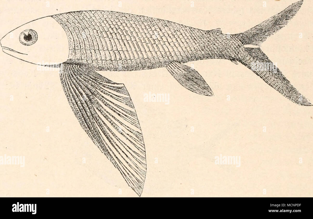 . Fig. 163. Thoracopterus Niederristi, Bronn, ein fossiler Flugfisch