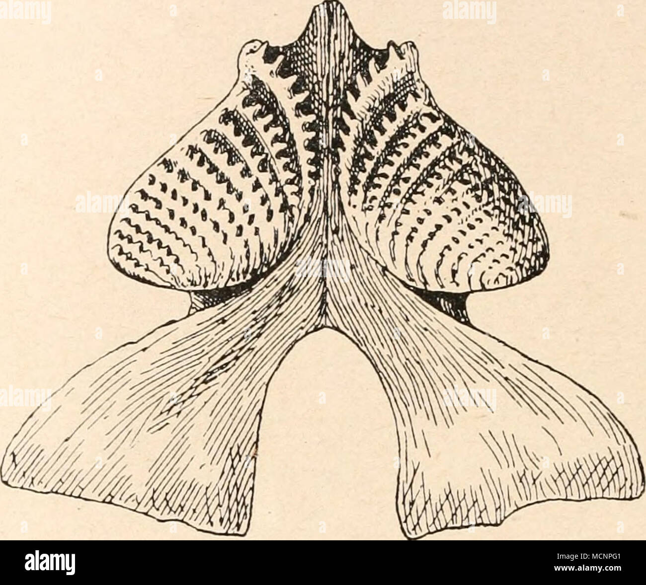 . Fig. 138. Unterkiefer mit den beiden Zahnplatten von Ctenodus tuberculatus, Atthey, aus dem Karbon von Newsham, England. 1/s nat. Gr. (Nach A. Hancock und Th. Atthey, unbedeutend abgeändert und ergänzt.) Palaedaphus. — Oberdevon (Frasnien) Belgiens. Nur die Zahn- platten bekannt, die eine beträchtliche Größe erreichen können (Länge der oberen Zahnplatte von P. devoniensis 135 mm). Vier Radialkämme auf den Zahnplatten vorhanden, die zwei mittleren bei P. Abeli zu je einem scharfschneidenden Höcker umgeformt (Fig. 136).2 Scaumenacia. — Unteres Oberdevon, Kanada. Hintere Rücken- flosse beträcht Stock Photo