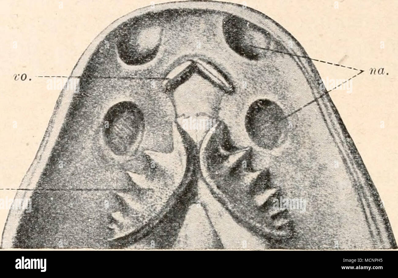 . Fig. 127. Gaumenfläche eines erwachsenen Neoceratodus Forsteri in 2/3 nat. Gr. (Nach R. Semon, 1899.) na. = Nasenlöcher, vo. = Vomerzahnplatte. ptpa. = Ptery^opaL'tinalzahnplatte. auch derVomer jederseits ein Paar kleiner, meißeiförmiger Zähnchen, denen keine Antagonisten im Unterkiefer gegenüberstehen. Die Zahnplatten sind, wie sich ontogenetisch nachweisen läßt, aus der Verwachsung von Einzelzähnen hervorgegangen, und zwar entsprechen die sechs Kämme der oberen Zahnplatte von Neoceratodus ebensovielen Einzel- zähnen, die beim Embryo noch getrennt sind (F.'g. 128). Zu Fig. 128. A. Gaumenflä Stock Photo