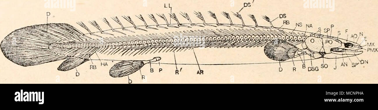 . Fig. 126. Vollansicht und Skelettansicht von Polypterus bichir, Holozän. Gr. (Nach B. Dean.) LL= Longitudinalligament der Dorsalis. nat. Ungefähr l: AN = Angulare. AO = Antorbitale. MX AR = Rippen. N B = Basalia der paarigen Flossen. NA D = Träger der Terminalflossen. NS DN = Dentale. O DS Dorsalflossenstachel (modifi- P zierte Schuppe). PMX DS' Sekundäre Strahlen (Haut- R strahlen) der Dorsalis. R' DSG Hautschuppen. RB E = Ethmoideum. S F = Frontale. SO HA = Haemalbögen. SP J = Gulare. SP' Maxillare. Nasale. Neuralbogen. Neurapophyse. Operculum. Becken. Praemaxillare. Radialia der paarigen  Stock Photo