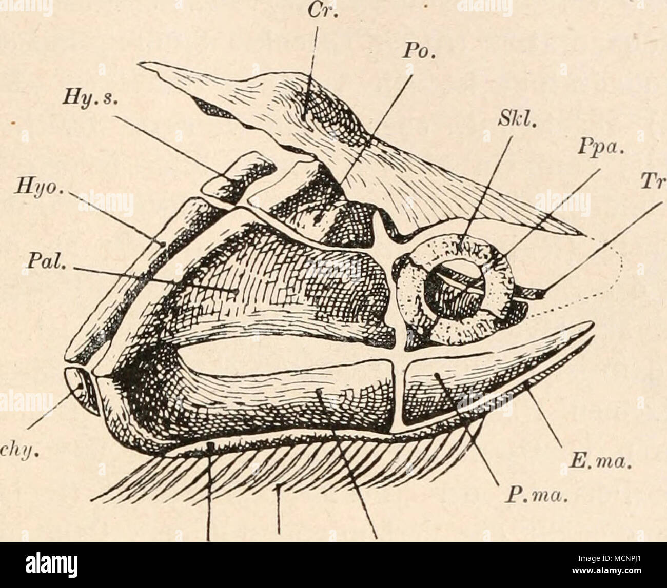 . E.ma. E.mr. Md: Fig. 114. Schädelskelett von Acanthodes Bronni, Ag., aus dem Penn Deutschlands, von rechts gesehen in nat. Gr. (Rekonstruktion von O. M. Reis, 1896, umgezeichnet und unbedeutend abgeändert.) = „Epihyomandibulare&quot; (Reis). = Unterkiefer (Mandibulare). = Palatoquadratum. = ,,Praemandibulare&quot; (Reis). = Postorbitalfortsatz. = ,,Praepalatoquadratum&quot; (Reis). = Sklerotikalring. = ..Trabeculare&quot; (Reis). Cr. = Dorsaler Vorsprung des Knorpel- Hv. s. kraniums. Md. chy. = Ceratobranchiale (nachjaekel, Pal. 1913; fehlt in der Zeichnung P. ma. von Reis). Po. E. ma. = „ex Stock Photo