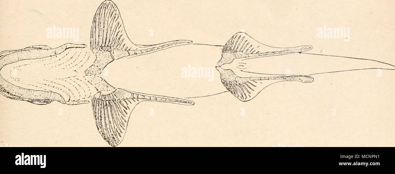 . Fig. 72. Rekonstruktion von Cladodus (Ciadoselache) Fyleri Newb. aus