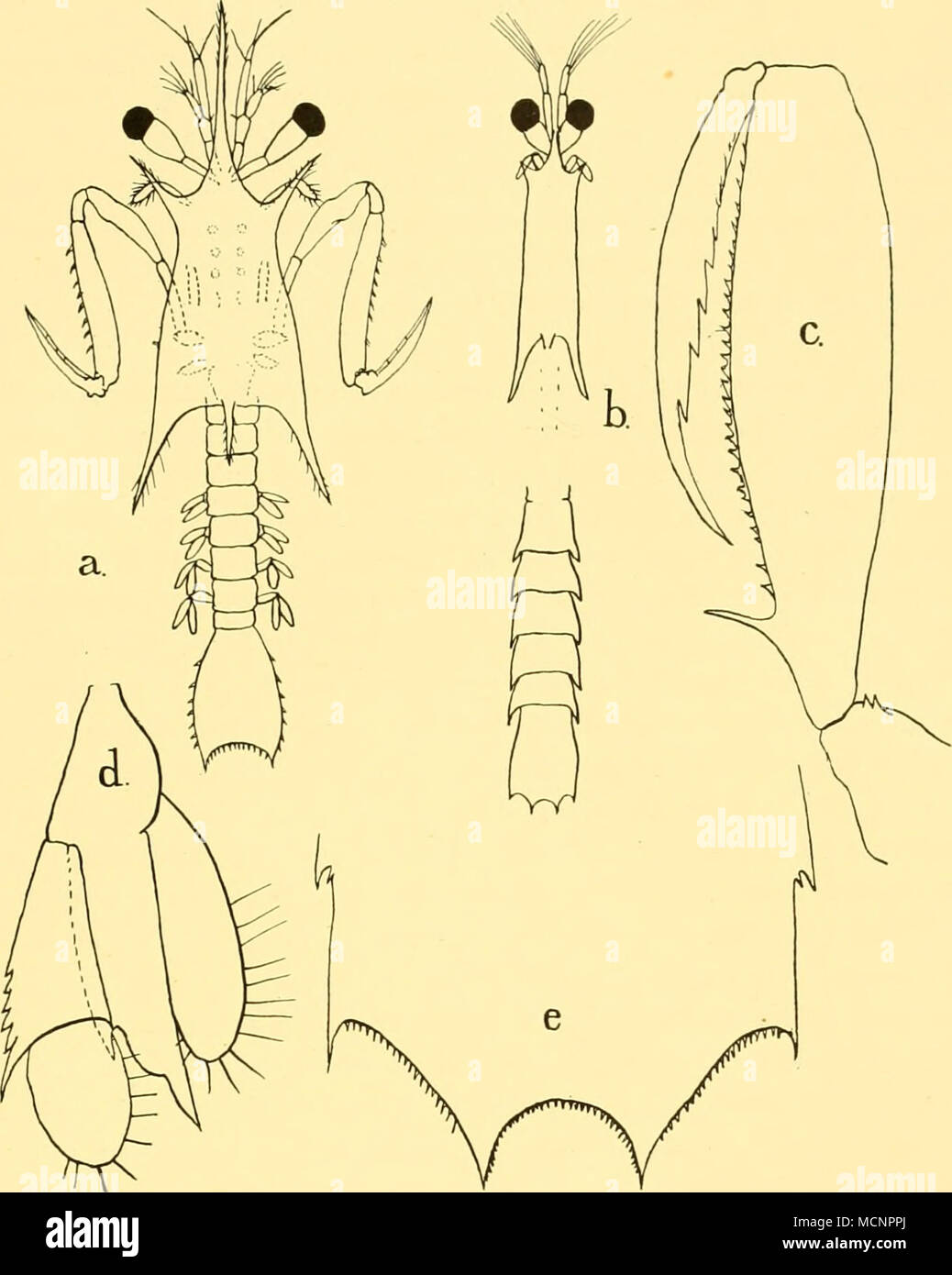 . Fig. 6. Squilla armata}, St. WS 1001, 14. iii. 50, 50-0 m. a, alima, first pelagic stage, length 47 mm.; b, late alima, probably last (rostrum and posterior carapace spine broken), length 20 mm.; c, the same, raptorial claw; d, uropod; e, end of telson. Several Stomatopod larvae were obtained in the plankton round about the area at which the adult Squilla armata occurred, and almost certainly belong to this species (Fig. 6). The oldest larva had the raptorial claw with seven teeth, some of which were still covered but were quite distinct. The uropods are also very like this species. The olde Stock Photo