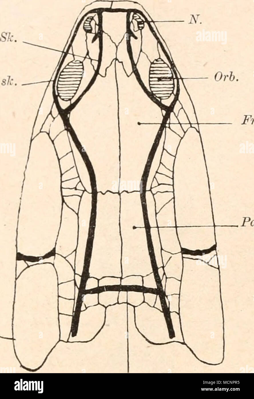 . Fig. 29. Die Schleimkanäle des Schädels von Polypterus. (Nach G. Baur und R. H. Traquair, aus R. L. Moodie.) N. = , Nasenöffnung. Orb. = Orbita. Fr. = Frontale. Pa. = Parietale. Sk. = Seitenkanal. (Vgl. Fig. 26.) 1 Roy L. Moodie, The Lateral Line System in Extinct Amphibia. The Journal of Morphology, Vol. XIX, 1908, p. 511. Stock Photo