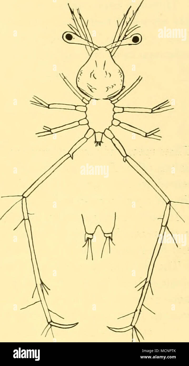 . Fig. 2. Callianassa sp. St. WS 998, 3. x. 50. a, b, stage I, length 4-2 mm.; c, d, e, stage II, length 5 mm.;/, g, stage III, length 5-5 mm. Fig. 3. Jasus lalandii, stage I, length 1-5 mm. SCYLLARIDEA , , ... ,T , s Palinuridae Jasus lalandu (Lamarck) Gilchrist, 1916, p. 101. Gurney, 1936, p. 416. Occurrence. St. WS iooo, 50-rO m., 1 phyllosoma, stage I. St. WS 992, 100-0 m., 1 phyllosoma, ?stage VIII. Jasus lalandii is the common crawfish of the district. Phyllosoma, stage I, measured 1-5 mm. from the front to the end of the telson. It has been well described by Gilchrist (1916). A peculiar Stock Photo