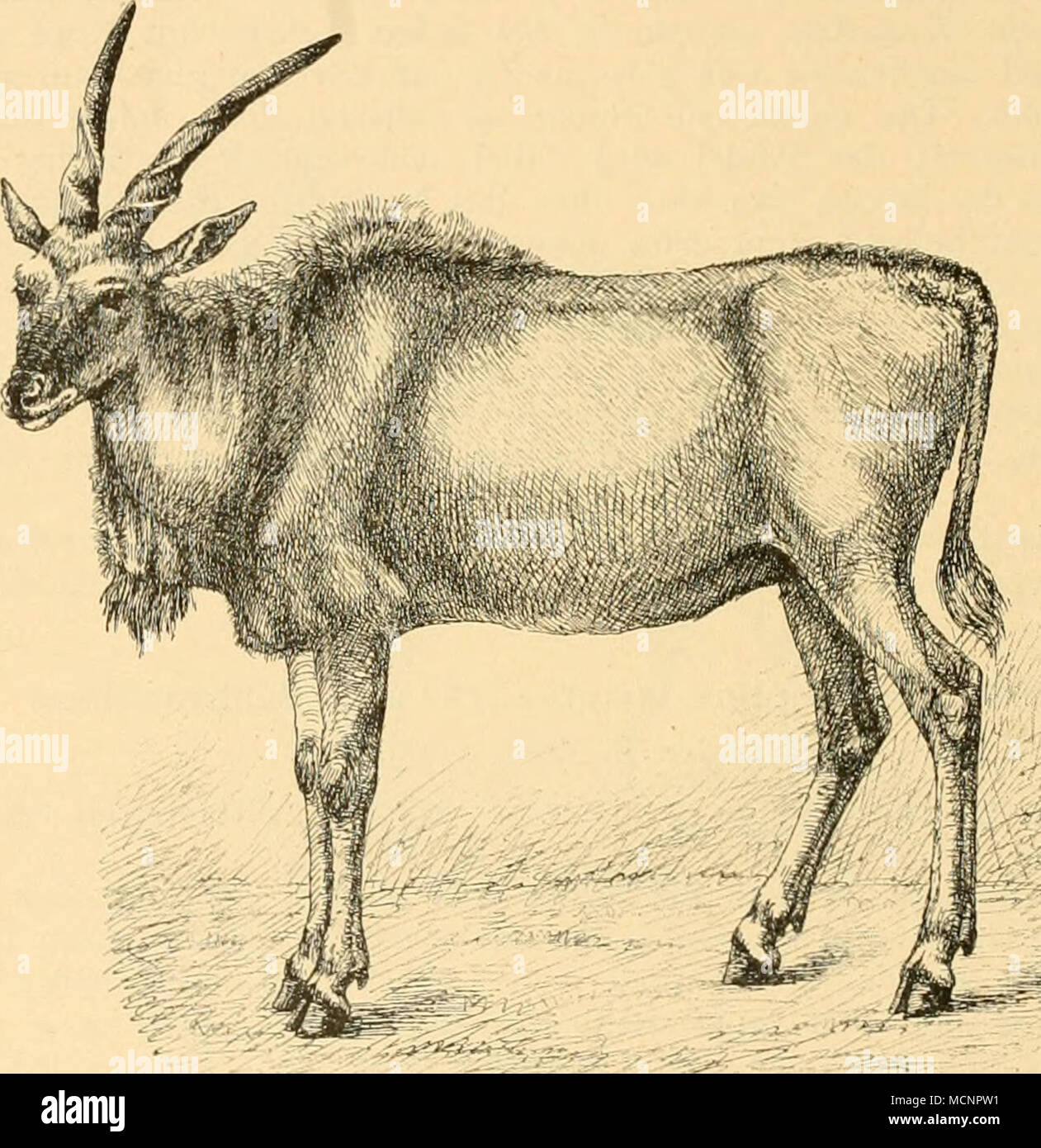 . Fig. 73 Ureas oreas. Gattung: Oreas Desm. (1822) — Elenantilope. Sehr grosse Antilopen mit einer kurzen Mahne auf dem Nacken, oline scharf hervortretende schwarze Kopfzeichnung, ohne weisse Flecken am Halse, mit langem Kuhschwanz und grossen, geraden, spiralig gekielten Hörnern bei beiden Gechlechtern. Erwachsene Thiere haben eine Wamme am Vorder- halse. Afrika, südlich von der Sahara. Schlüssel der Arten; Ohne Querstreifen auf dem Rumpf . Mit hellen Querstreifen über den Rücken Elenantilope. Streife nelenantilope. Stock Photo