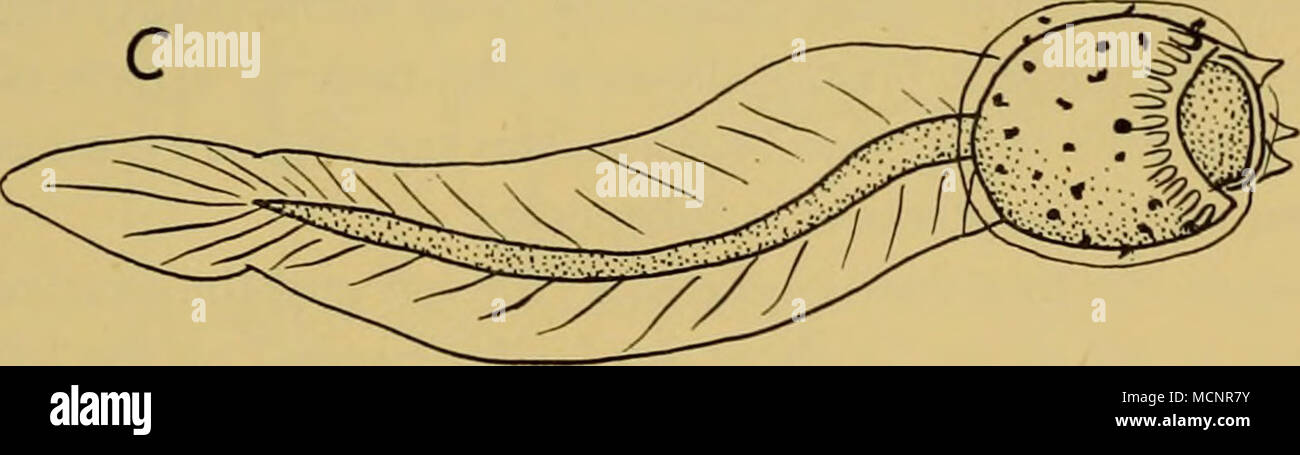 . Text-fig. 33. Larvae of A, Polyzoa opuntia Lesson (St. WS 221), B, P. reticulata (Herdman) (St. MS 74), and C, Alloeocarpa incrustans (Herdman) (St. 388). External appearance (PI. V, fig. 6). The colonies vary in form, some having closely united zooids with little or no stolon, and in others the zooids are widely separated with long narrow stolons. Larva (Text-fig. 33B). In form this is very like the larva of P. opuntia. The trunk is from 0-72 to 0-90 mm. long, and the tail from i-o to 1-5 mm. excluding the projecting fin of test material. There are three papillae, about fourteen ampullae in Stock Photo