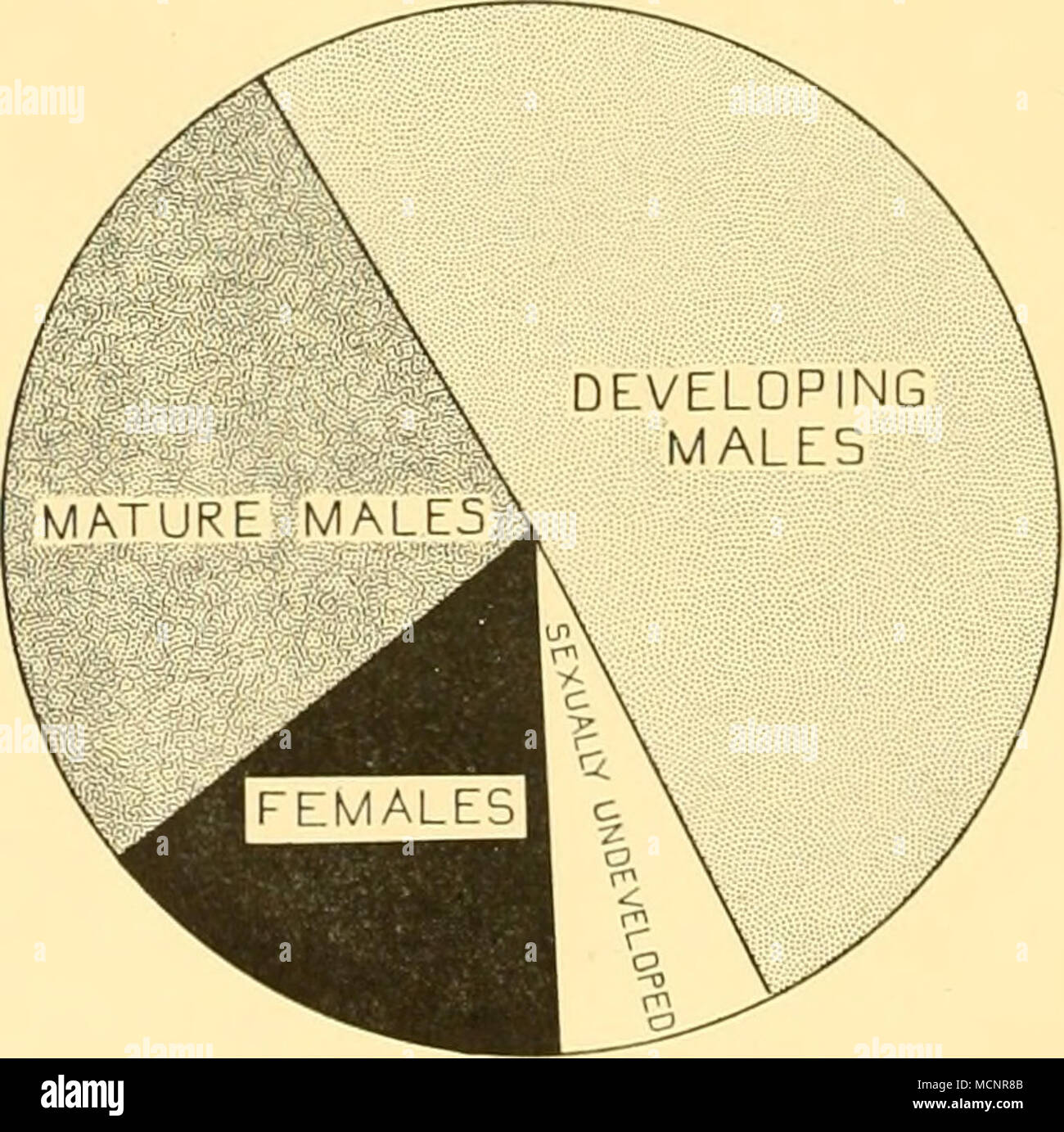 . Fig. n. Limacina bulimoides. March population at WS 996 and WS 997. Diagram showing the distribution of pure females, mature males, developing males and sexually undifferentiated individuals in the whole March population. Stock Photo