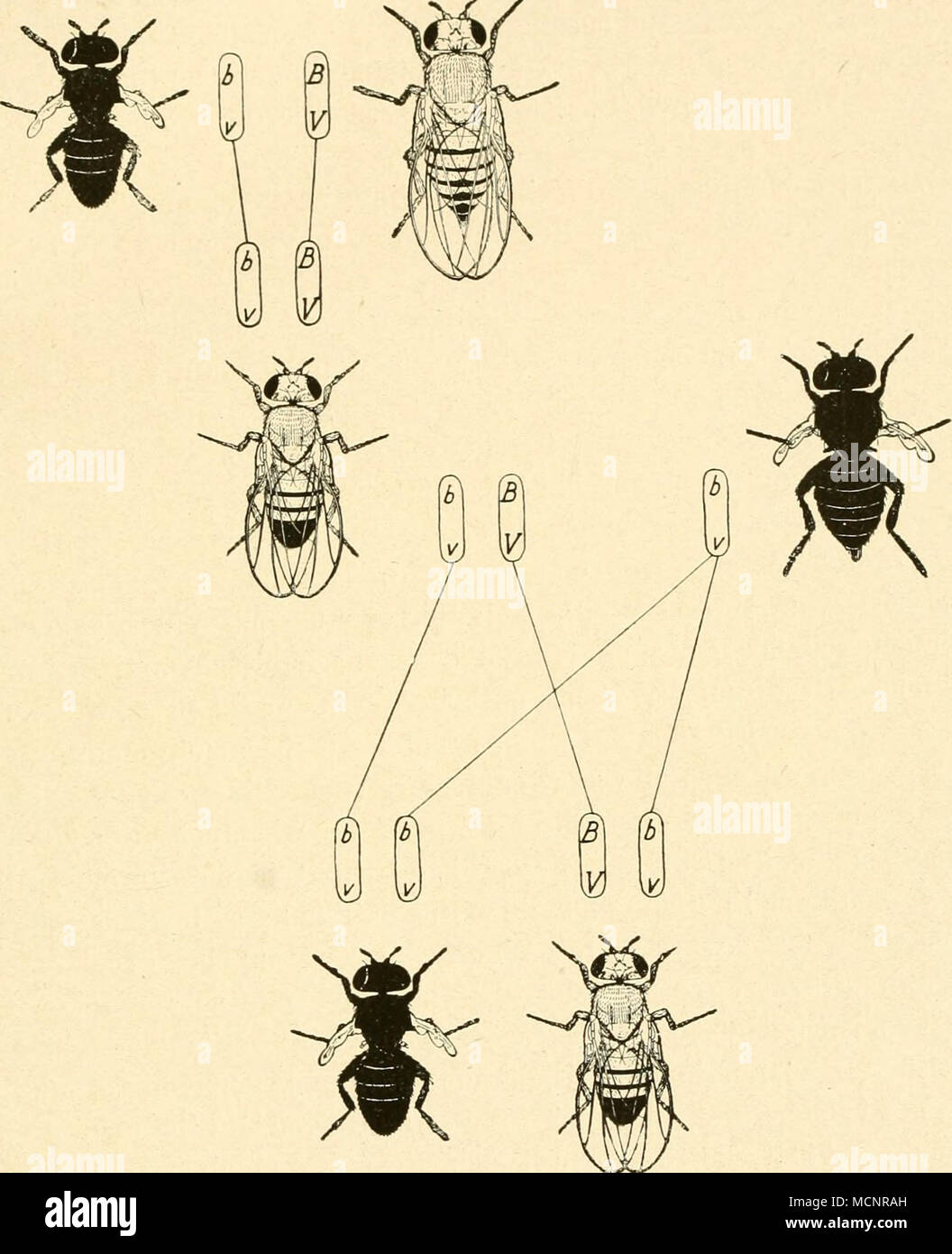 . Fig 83 Kuckkreuzung eines F.-Männchens aus der Kreuzung schwarz-stumniel- tlügelig X wiWer Typus mit einen, schwarzen stuMMelllügehgeu We.bchen. Es gibt in Fs keine schwarzen langflügeligen Individuen und ebenso keine grauen stummeltlttgeligen, was der Fall sein würde, wenn eine unabhängige Kombination der Gene erfolgte. , , nu „ n Fig 33 sind die Besultate dargestellt auf Grund der Chromo- somentheone. Die Gene für schwarze Körperfarbe (b) »&quot;d Stummel- flügel (V) liegen im gleichen Chromosom. Das homologe Chromosom der Fliege vom wilden Typus trägt die normalen Allelomorphen (BV). Die Stock Photo