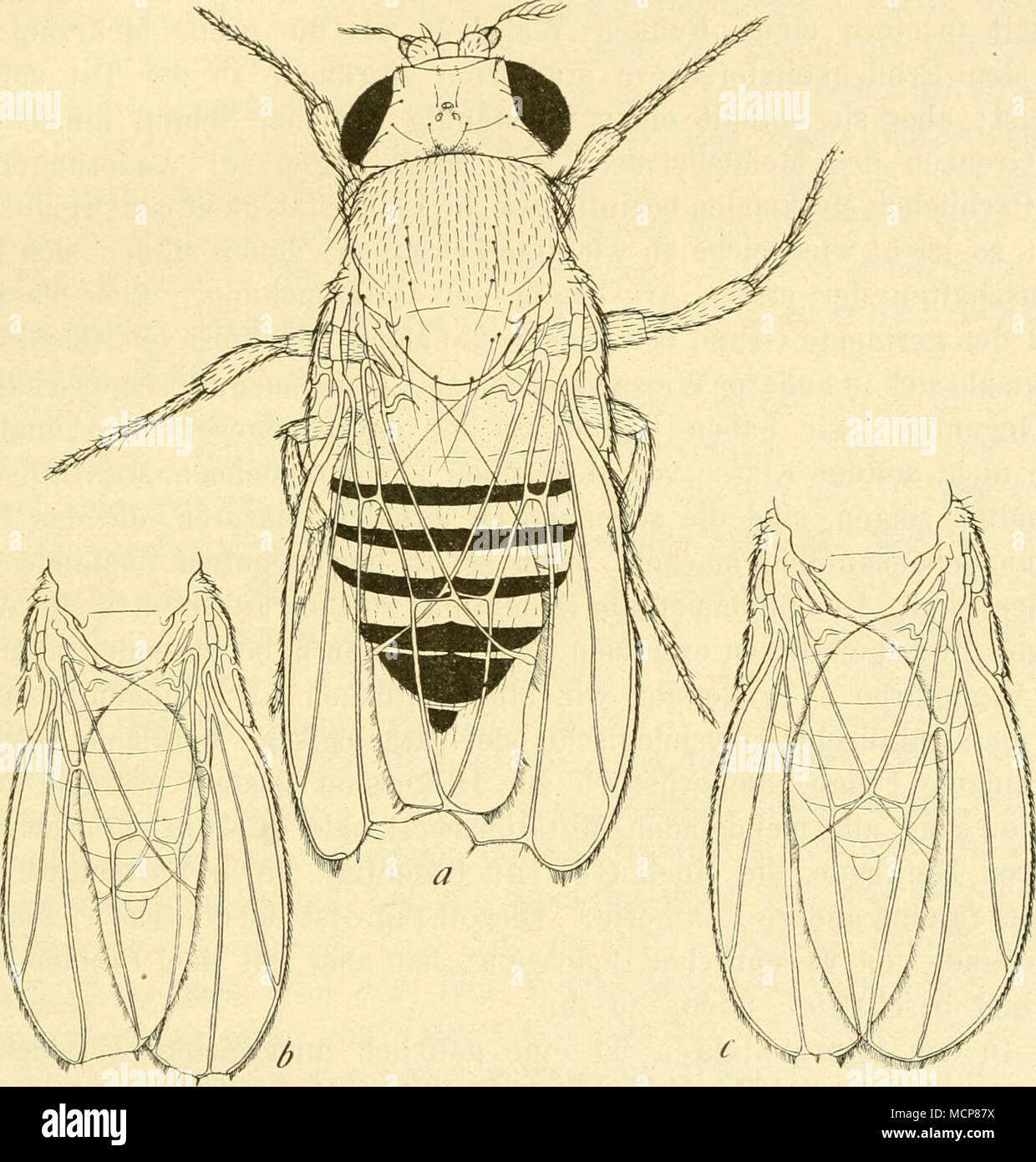 . Fig. 13. Drosophila mit gekerbten Flügeln (notch). a extreme Form; b mittlerer Zustand; c nahezu normale Form. werden. Von jeder Generation wurden Weibchen, die genotypisch „ge- kerbt&quot; waren, aber normale Flügel hatten, ausgewählt und mit normalen Männchen gekreuzt. Die Selektion erfolgte von gekerbt weg, also in der Richtung auf normal hin. Nach einiger Zeit hatte mehr als die Hälfte der (genotypisch) gekerbten Fliegen normale Flügel. Die erzielte Wirkung erwies sich aber nicht als die Folge einer Veränderung des Genes für gekerbt durch unreine Spaltung, sondern als Folge des Vorhanden Stock Photo