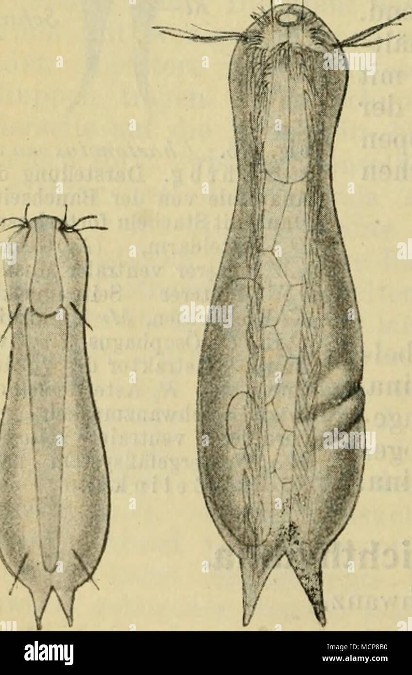 . Fig. 476. Ichthydium podura (Müll.). a Rückenseite, b Bauchseite (nach Zelinka). Stock Photo