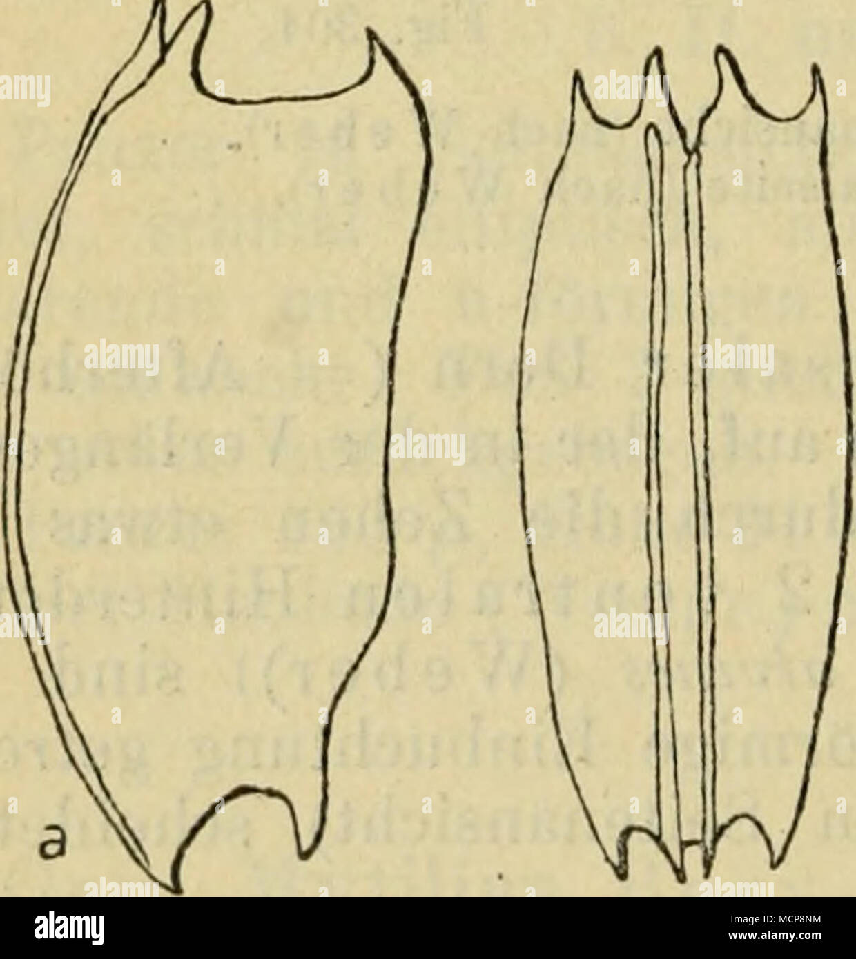 . Fig. 305. Fig. 305. M. bicarinata. Dorsalseite. a Seitenansicht (nach Ehrenberg). Fig. 306. M.mutica. Dorsalsei e. ^/Seiten- ansicht (nach Gosse). Stock Photo