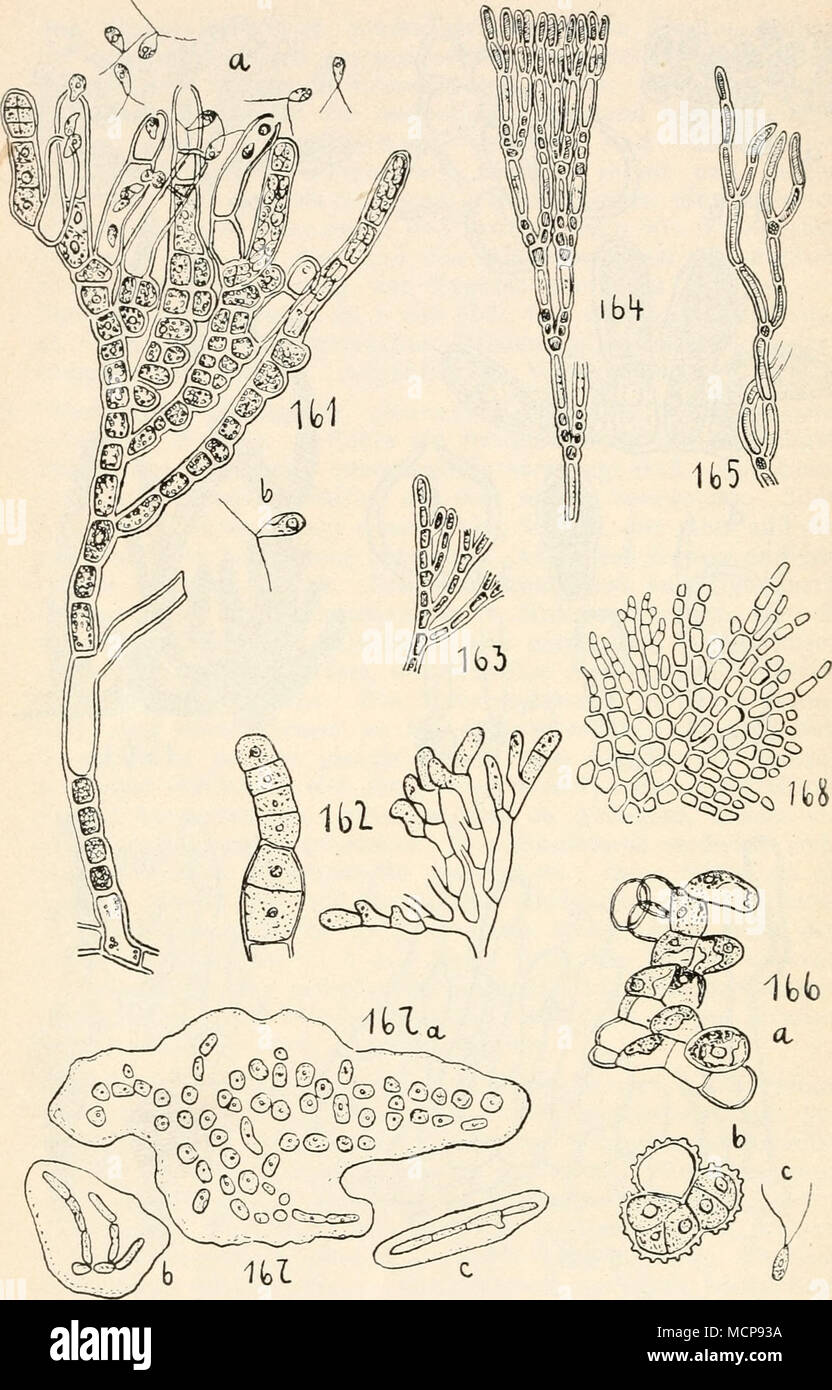 . Fig. 161—168. 161 Gongrosira circinnata: a Thallus in Zoosporen- bildung, b Makrozoospore. 162 G. Schmidlei. 163 G. incrustans. 164 Chlorotylnim cataractarum. 165 Ch. mammiforme. 166 Pleur- astnim instgnc: a Thallus, b keimende Akineten, c Zoospore. 167 Gloeoplax Weberi: a älteres Exemplar, fast alle Zellen abgerundet, b junge Pflanze mit 2 Zweigen, c mit beginnender Verzweigung. 168 Protoderma viride, Thallus. (161a 266 X, b 440 X nach Borzi, 162 nach Richter, 163 166 X nach H an sgi rg. 164, 165 nach Migula, 166 nach Chodat, 167 nach Schmidle, 168 346 X nach G. S.West.) Stock Photo
