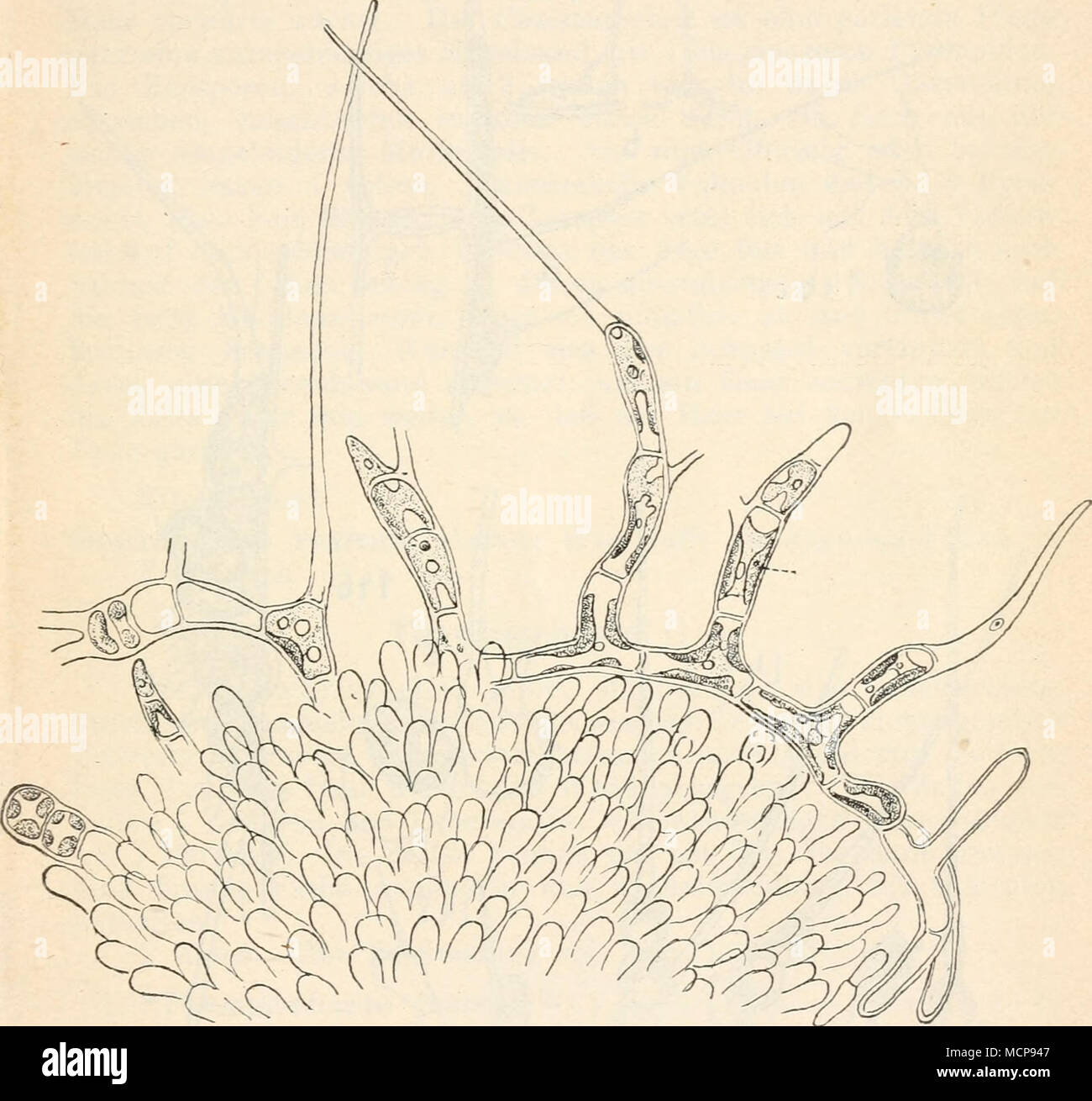 . Fig. 144. Chaetonema irreguläre auf Batrachospermum. (Nach Hub er aus