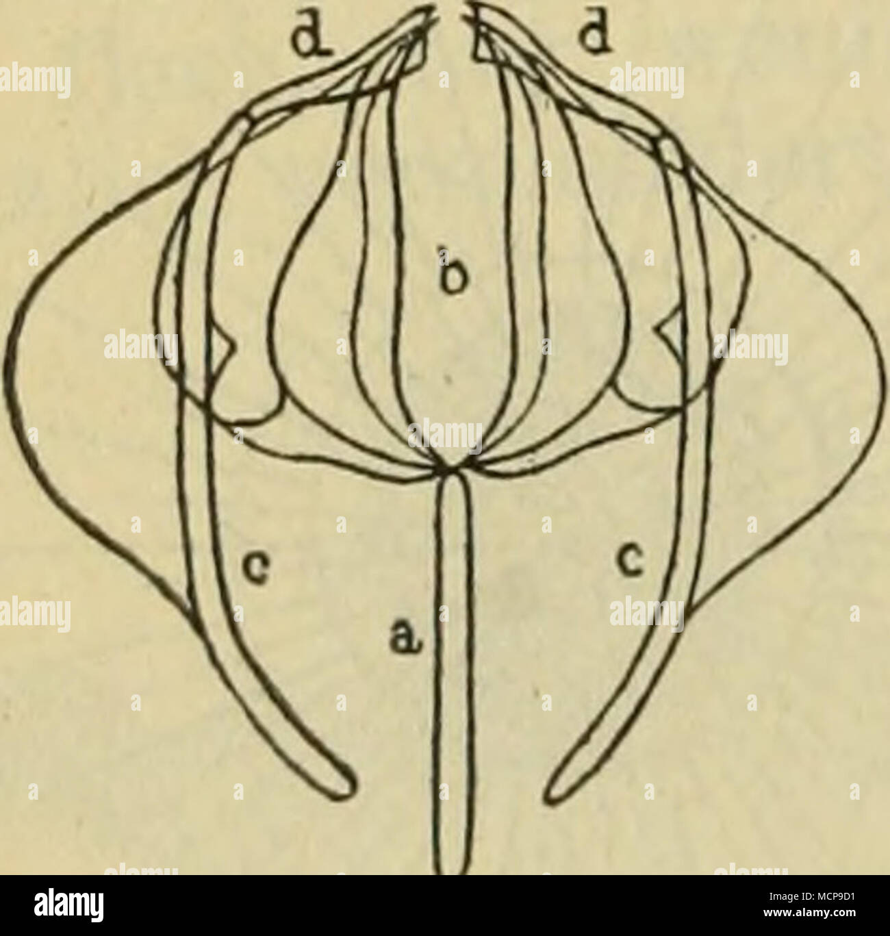 Synchaeta pectinata hires stock photography and images Alamy