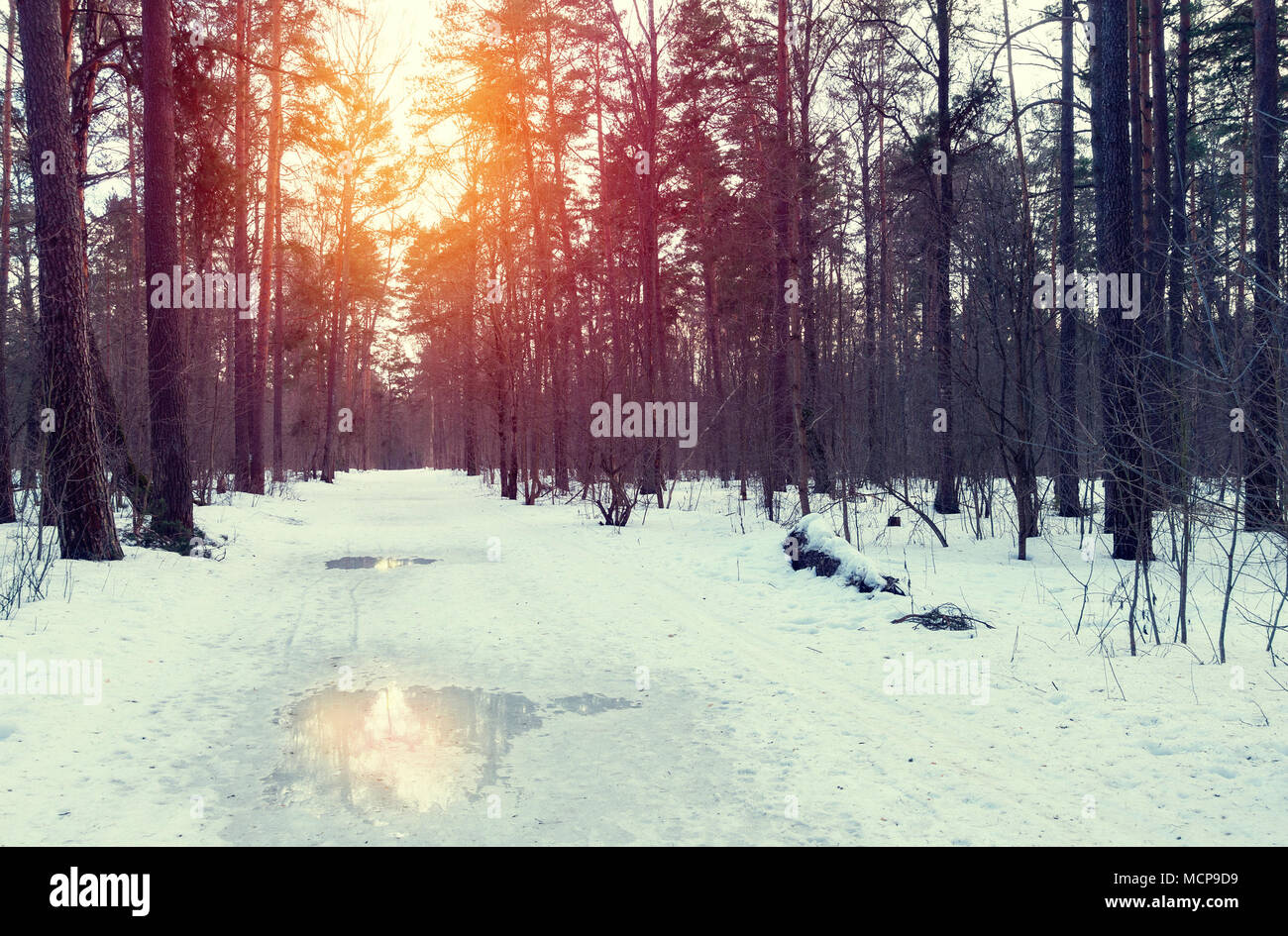 Beautiful sunset in evening winter woods. Forest in winter at evening. Stock Photo