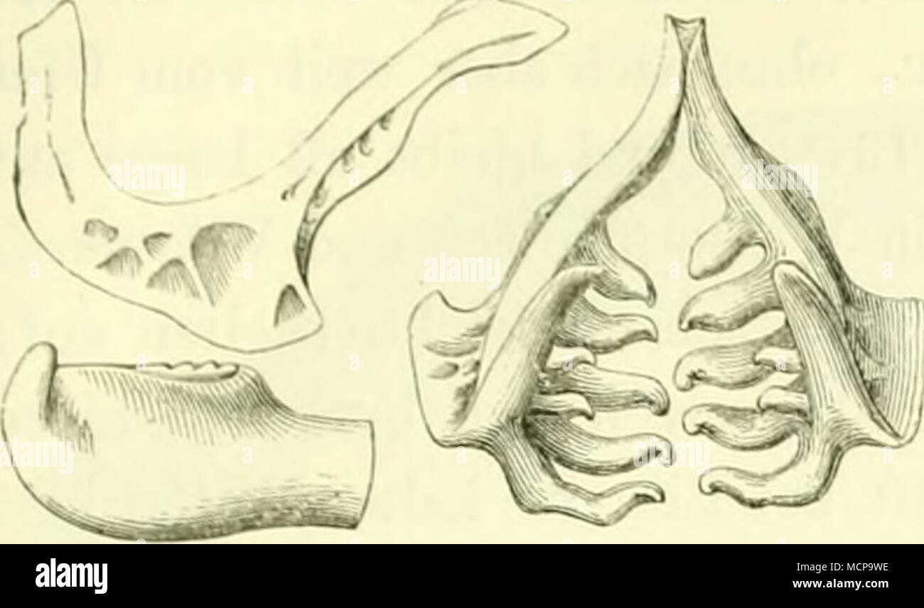File:Heinrich Anders - Gedichte von Florian Biesik in der Mundart von  Wilamowice strona 37.jpg - Wikimedia Commons, image size:1300x856