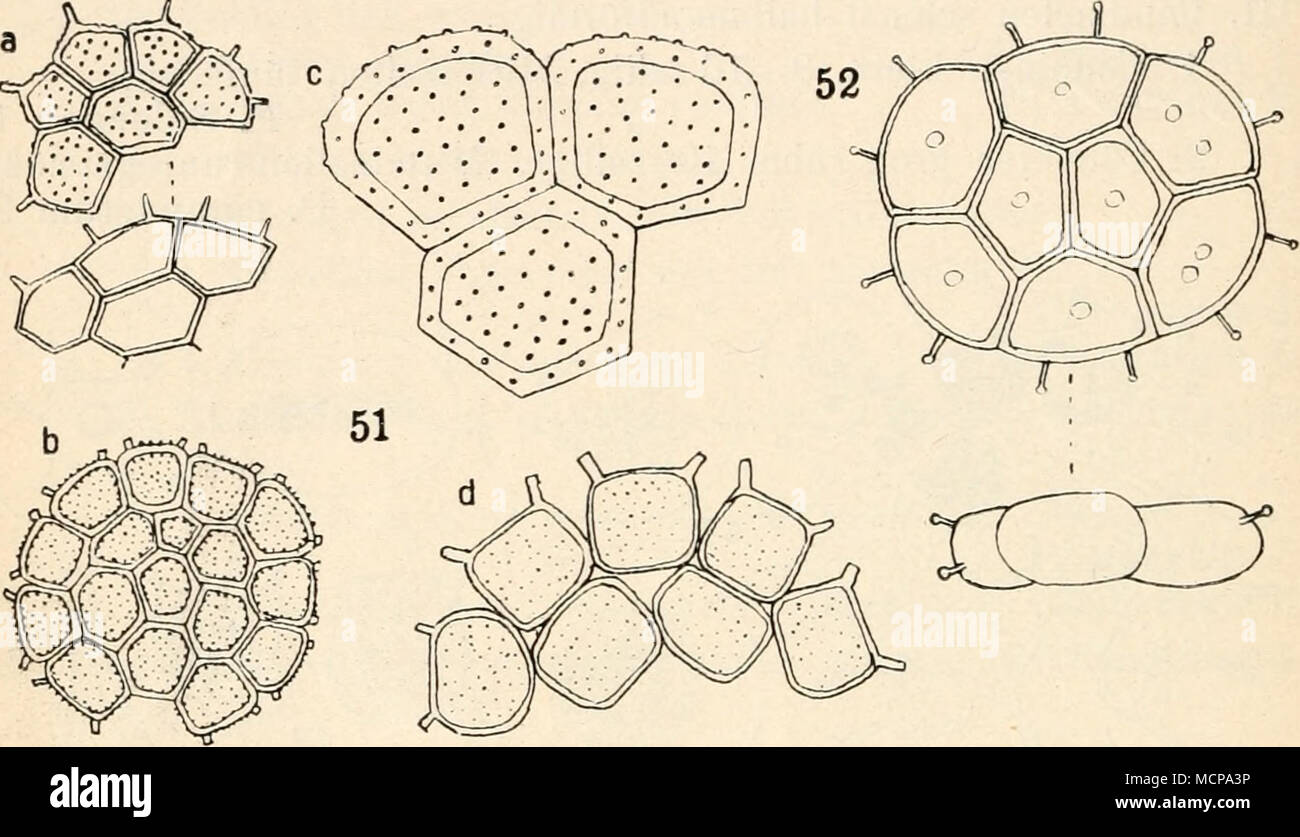 . Fig. 51, 52. 51 Pediastrum integrum: a forma glabra und forma granulata^ b var. Braunianum, c var. scutum, d var. perforatum. 52 Pediastrum Pearsoni (51 nach Lemmermann und Raciborski, 52 nach West). var. scutum Raciborski (Fig. 51&lt;:). — Cönobien aus 8 bis 64 Zellen bestehend (1+7), (6 + 10), (1 + 5+10), (5 + 11 + 16), (1 + 5 + 10 + 16), (1 + 6 + 10 + 15), (11+14 + 7 in 2. Schicht), (1 + 15 + 19 + 23), 50 bis 240 |x im Durchmesser, regelmäßig, meist einschichtig, rund bis elliptisch, geschlossen, selten mit kleinen Lücken. Zellen gleichartig, rundlich-eckig, ohne Fort- sätze, 10—28 (X im  Stock Photo
