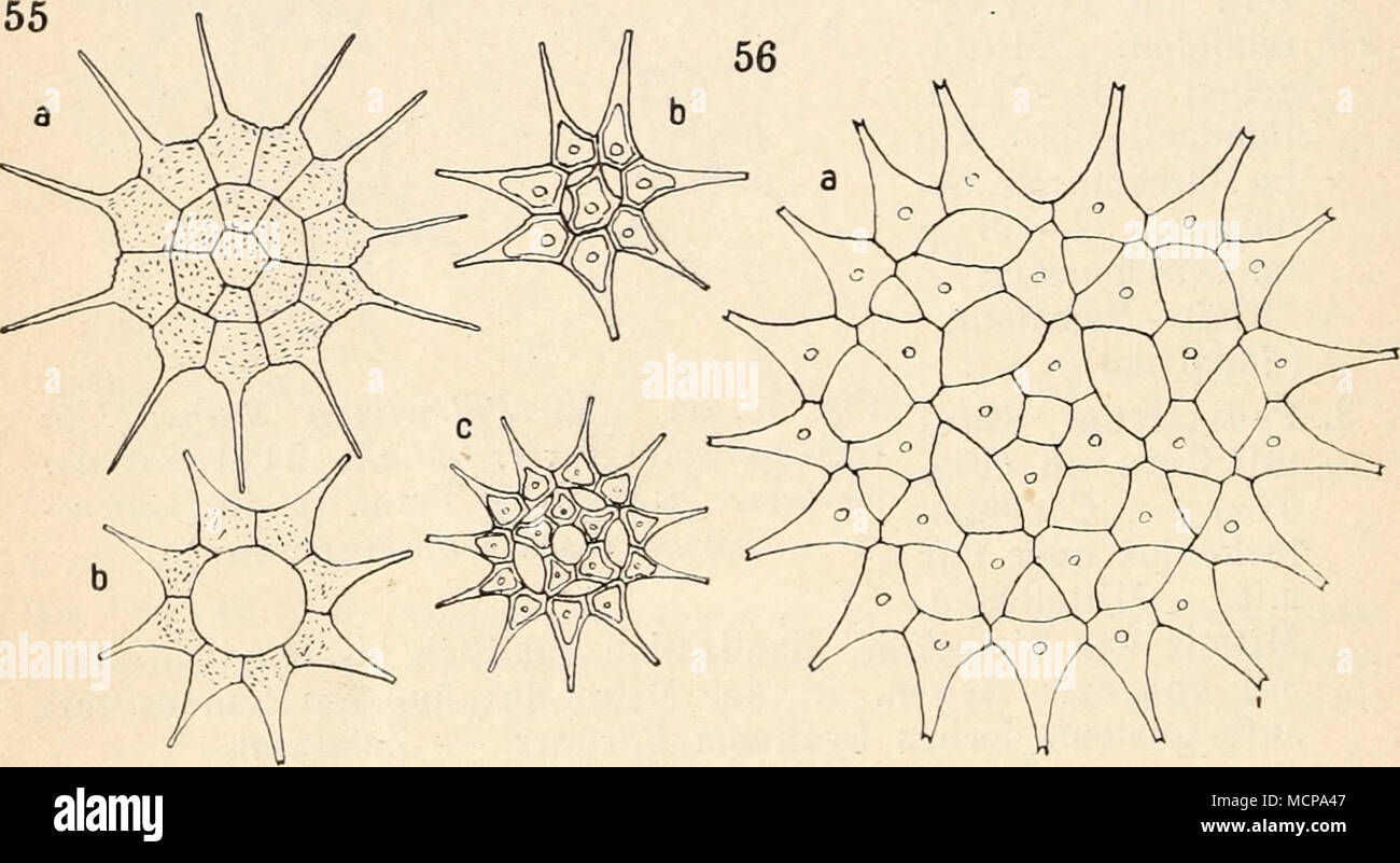 . Fig. 55, 56. 55 Pediastrum simplex: a typische Form, h var. radmns. 56 Pediastrum clathratum: a typische Form, b var. microporum^ c var. duodenarium (55 nach Chodat, 56 nach Lemm ermann). schenkeliges Dreieck mit leicht konkaven Seiten. Manchmal ist das Dreieck dem mittleren Teile aufgesetzt. Zellhaut glatt. — Verbreitet. var. ^w/^rö/o^-ww Lemmermann(Fig. 565) hat kleine Lücken und besteht meist nur aus 8 Zellen, var. pnnctatum Lemm er mann. — Cönobium mit großen . Lücken, Zellhaut dicht und fein punktiert, var. asperum Lemm ermann. — Cönobium mit großen Lücken, Zellhaut mit zahlreichen fein Stock Photo