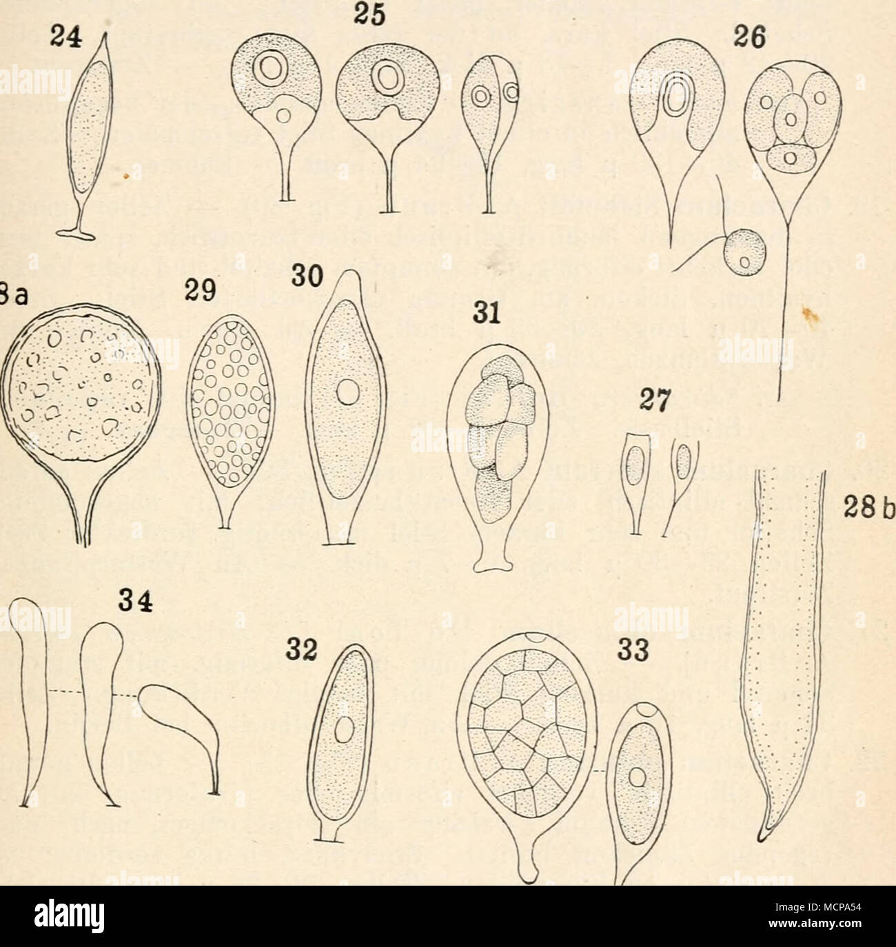 . Fig. 24—34. 24 Characium Braunü. 25 Ch. Eremosphaerae. 26 Ch