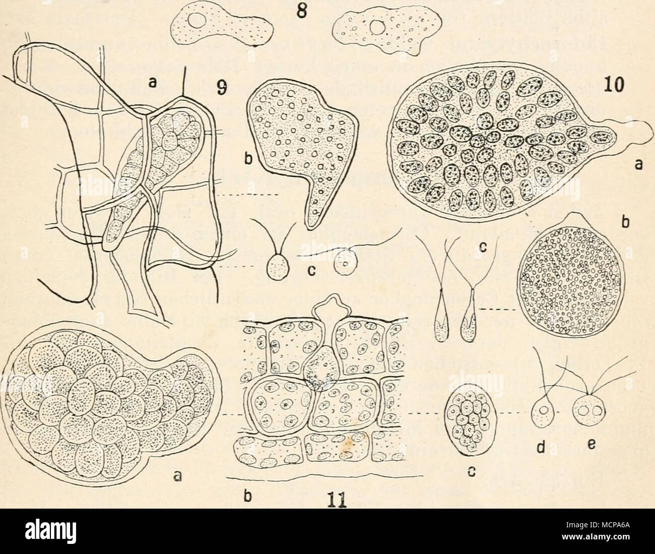 . Fig. 8—11. 8 Chlorochytrium palliduju. 9 Chlorochytritim Knyannm a