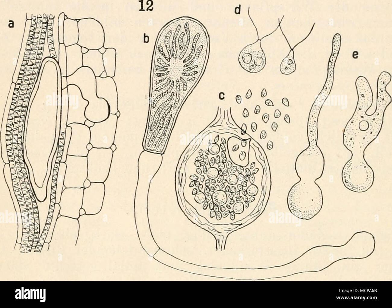 . Fig. 12. Phyllohium dimorphum: a Gametangium im Gefäßbündel von Lysimachia immniularia, b Gametangium an einem langen Keim- faden, c Gametangium die Sporen entleerend, d Gameten, ^j&quot; und 5, e Keimung (nach Klebs). Mikrogameten verschmelzen. Sie bewegen sich lange Zeit, runden sich dann ab und umgeben sich mit Membran. An der, der geißeltragenden Spitze entsprechenden Stelle bildet sich ein farbloser Keimschlauch, in welchen später das ge- samte Chlorophyll wandert. Die Zygozoosporen dringen in die Spaltöffnungen meist unterseits ein, die Keimschläuche wachsen gegen die Gefäßbündel. Daue Stock Photo